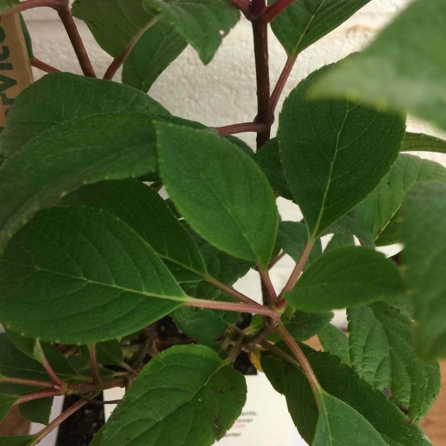 Live Plant - 2 Little Quick Fire Panicle Hydrangea Petite Dwarf Shrubs, 6-12" Tall, Quart Pot