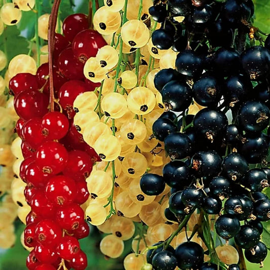 1 Live Currant Bush Plant Fast Growing, Ready Bear Fruit Within 1 Year - No NC, WV, NH, 6-14" Tall, Great for Backyard or Orchard Growing, Currant Plant (Random)