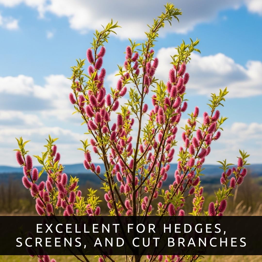 Pink Pussy Willow Tree Cuttings to Plant - Fresh Cuttings, Ready to Plant (4 Cuttings)