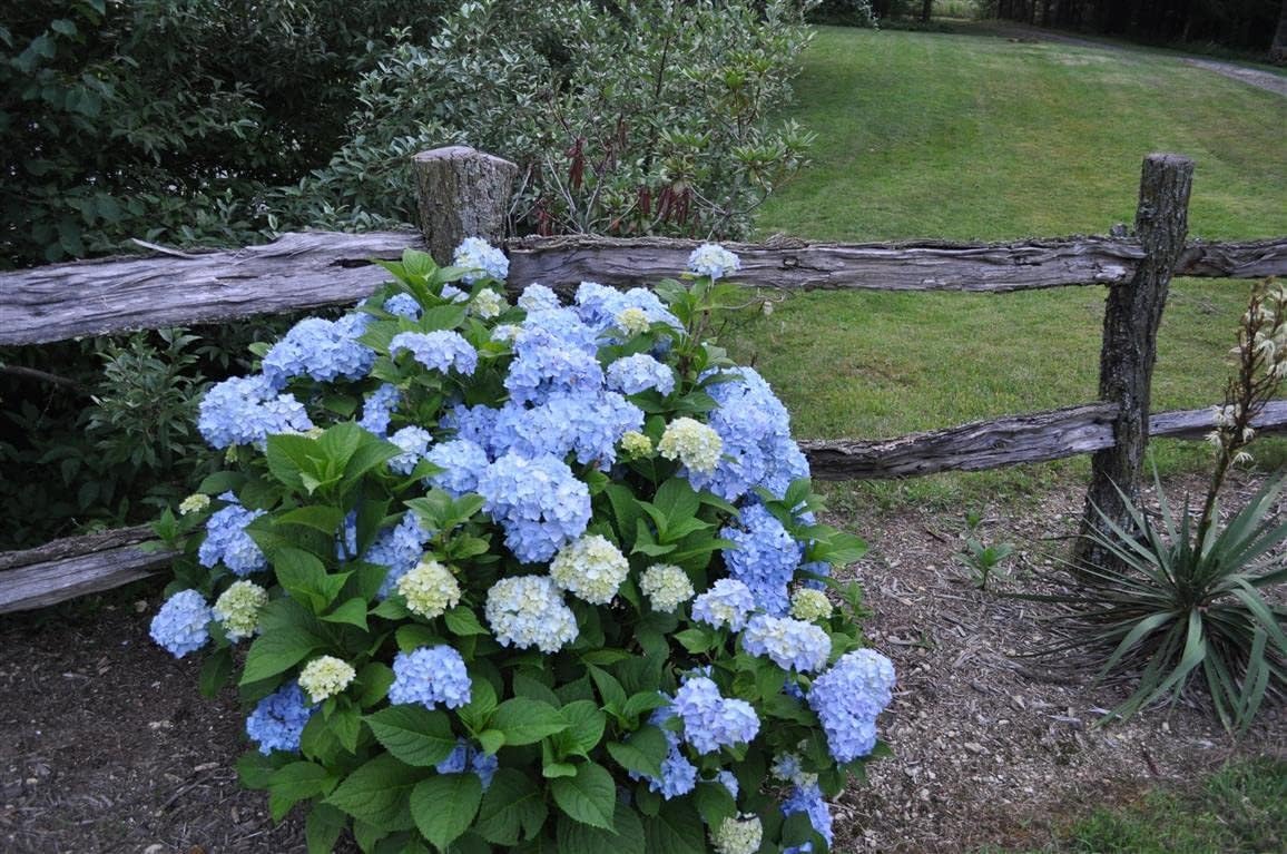 Hydrangea Nikko Blue | 2 Extra Large Trade 3 Gallon Plants | Hydrangea macrophylla | Vibrant Bloom Color | Garden Favorite