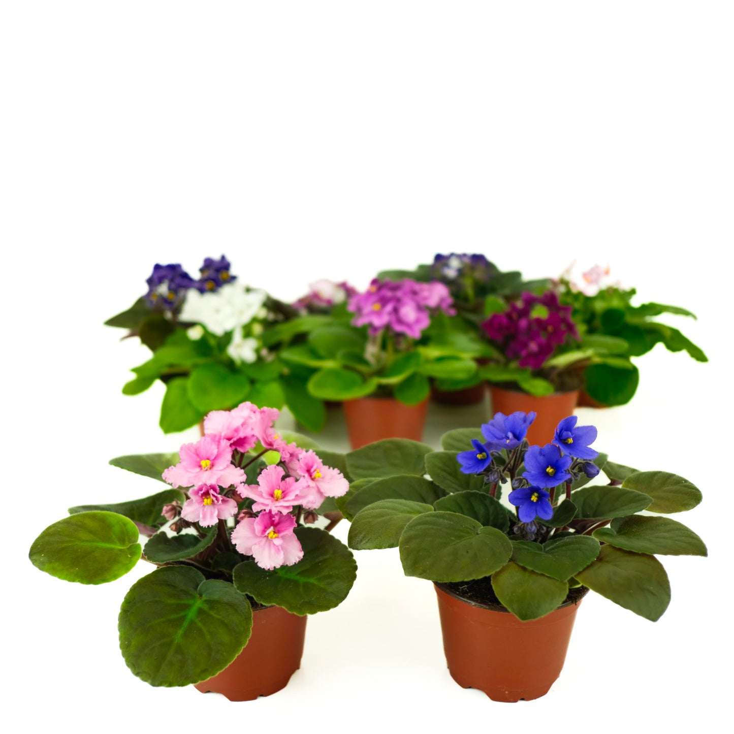 Optimara African Violet Variety Pack (2 Plants) 4" Pots, Grower's-Choice Assorted Varieties