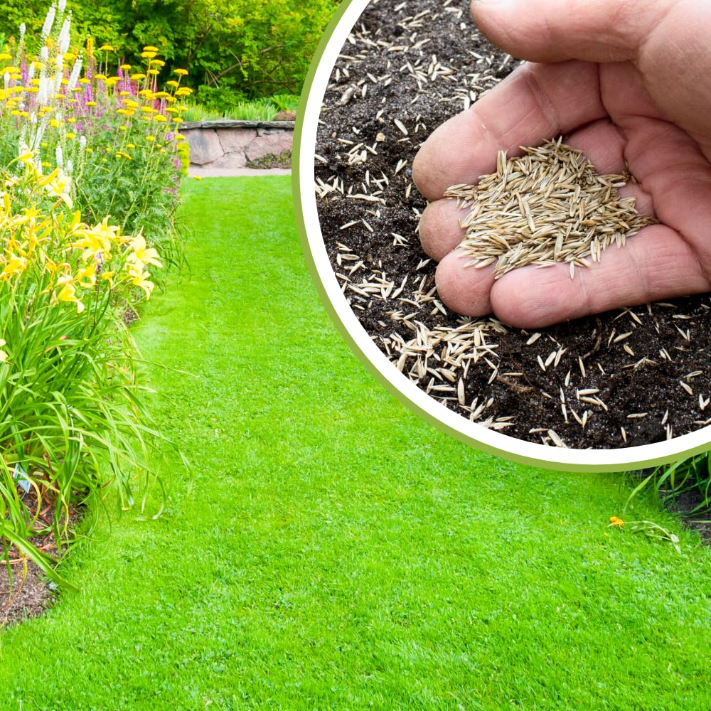 10000 Zoysia Grass Seed, Zoysia Emerald Grass Seeds for Lawn, Soft Texture and Drought Tolerant Grass Seed