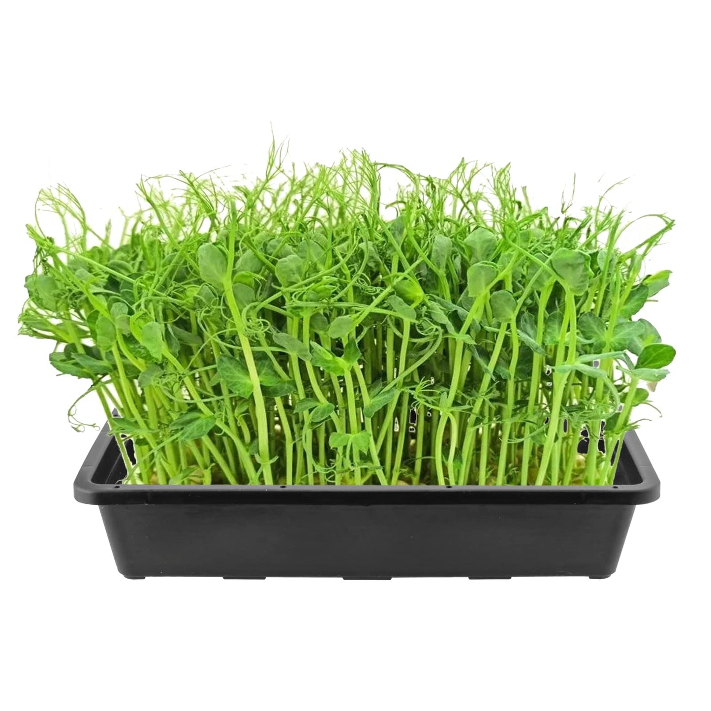 KEILEOHO 12 Pack Plastic Mesh Trays, Black Seed Sprouting Trays, Mesh Bottom Microgreens Growing Tray, Nursery Tray for Plant Seed Germination Propagation Growing, Wheat Grass Sprouting, 15 x 12 Inch