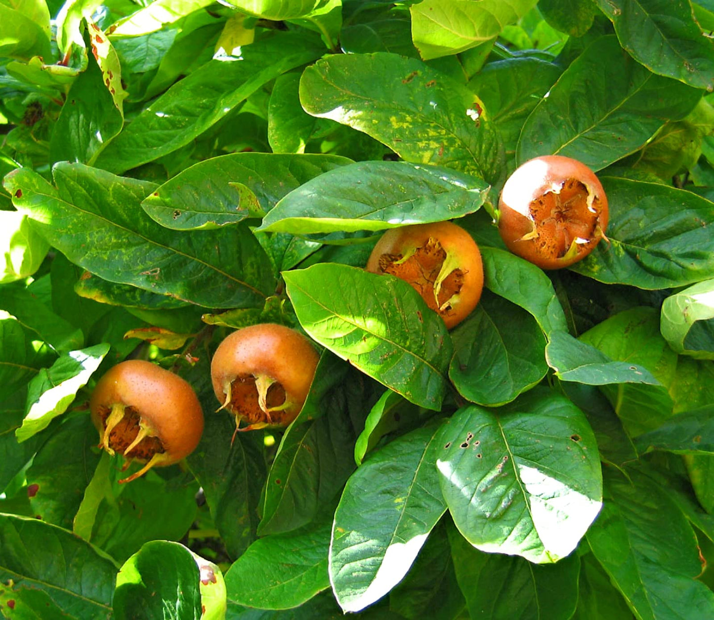 8-12" Tall Royal Medlar Tree, Mespilus Germanica, grafted Plant