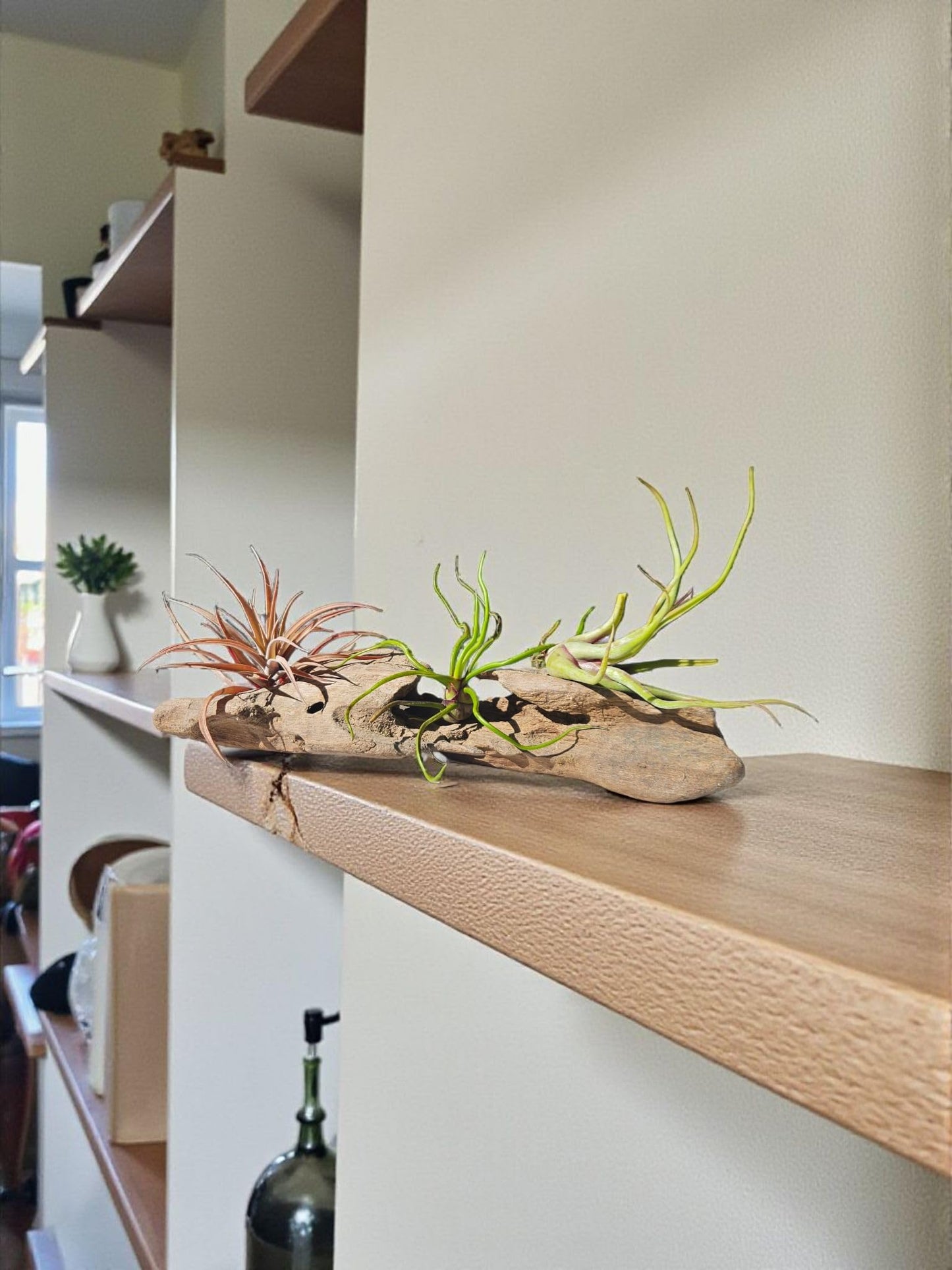 It Blooms Rainforest Grown 10 Pack Assorted Air Plants - Live Tillandsia - Easy Care House Plants -