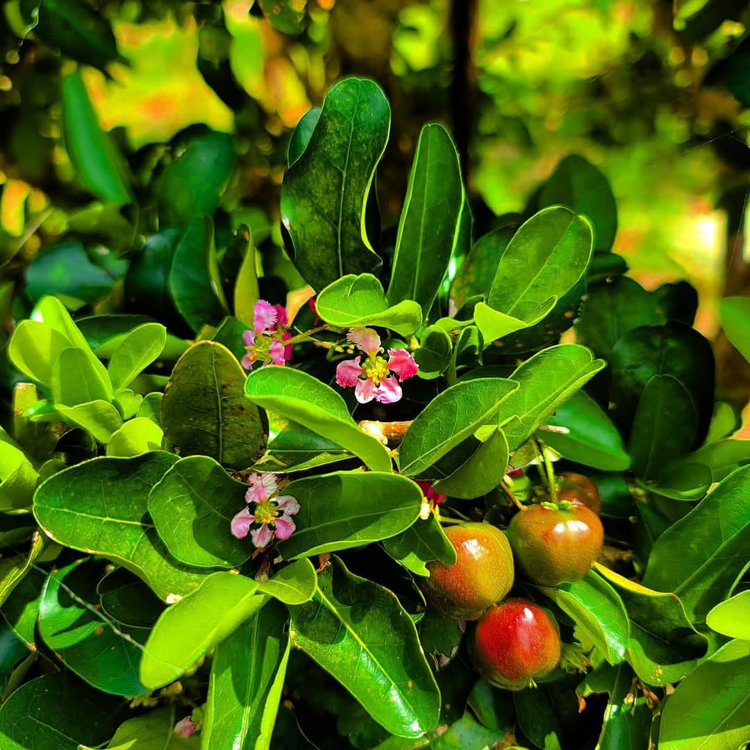 Pack 2 Barbados Cherry Trees Live Plants, Well Rooted 4-8 Inch Tall, Acerola Red Cherry Tropical Fruit Tree