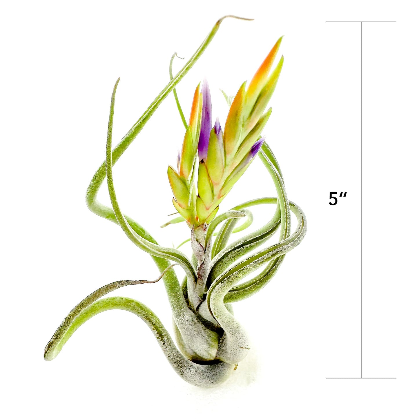 ragnaroc Air Plants - Flowering Tillandsia Caput Medusae, Large 5-7" - 3ct - Live Arrival Guaranteed - House Plants for Home Decor & Gift