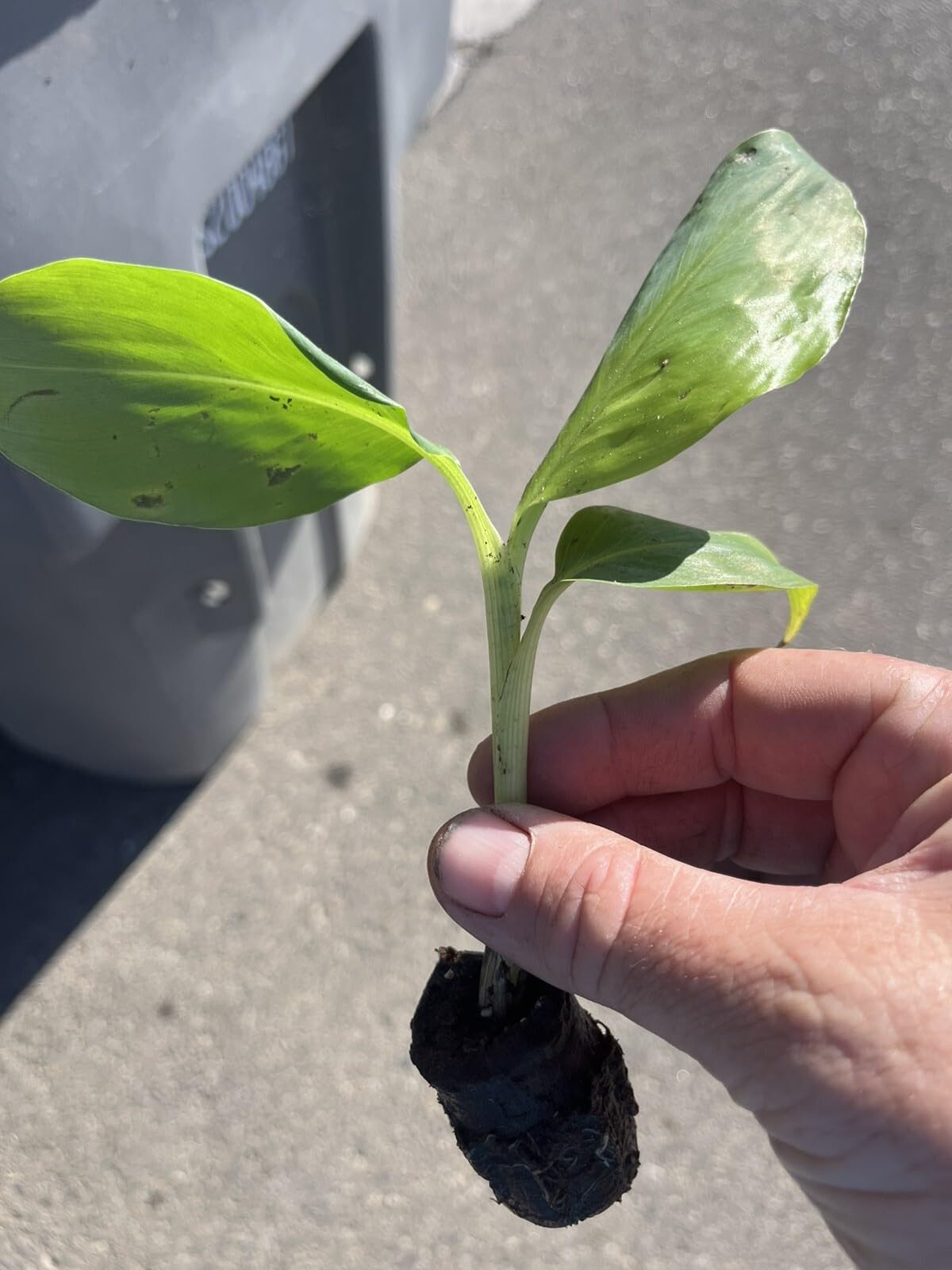 Live Plant - Double Mahoi Banana - 2 Trees-Plants - 3-8 inches - Edible Banana.