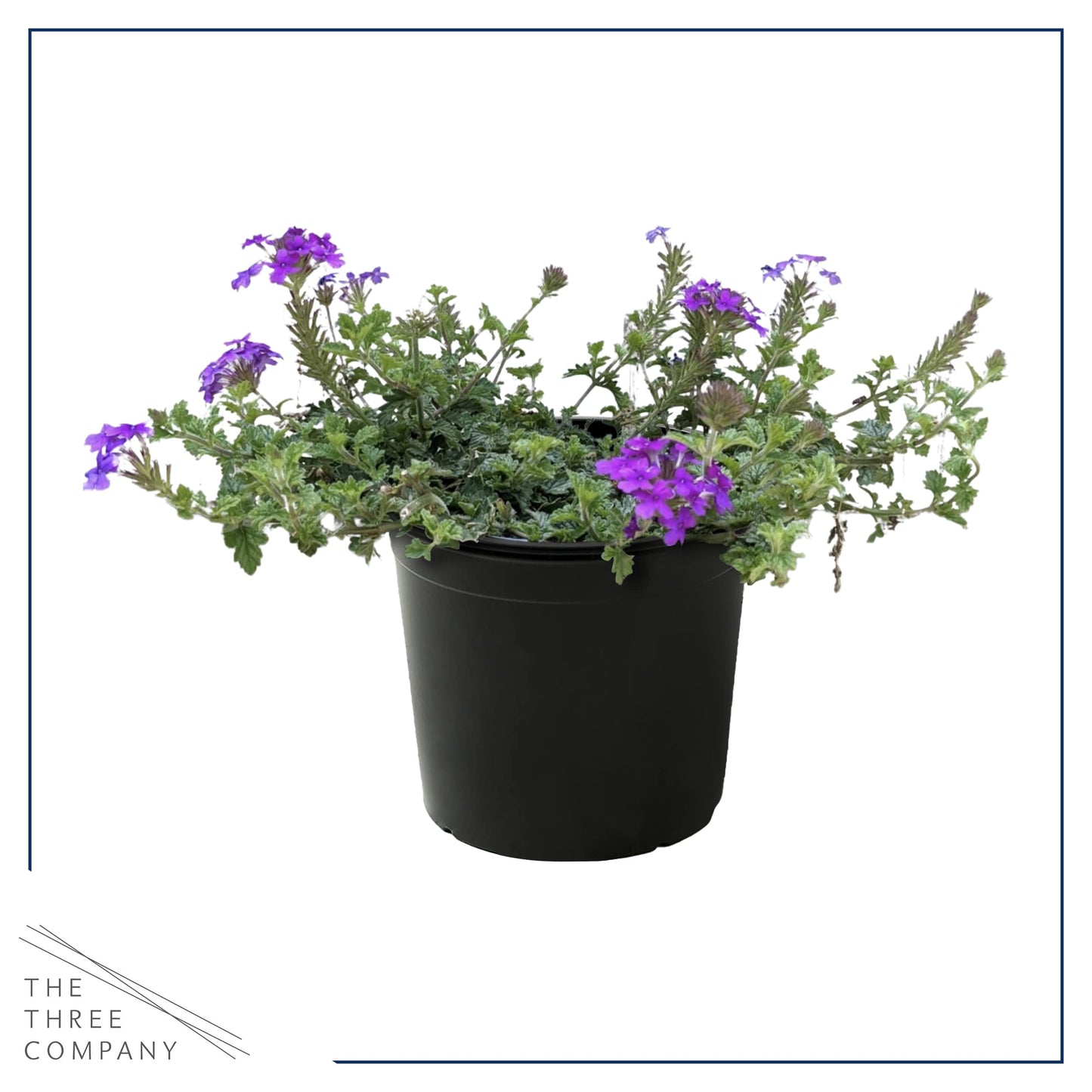 Live Verbena - Purple - Creeping/Trailing Perennial - Healthy Spring Plant - 10" Tall by 6" Wide in 2.5 Qt Pot