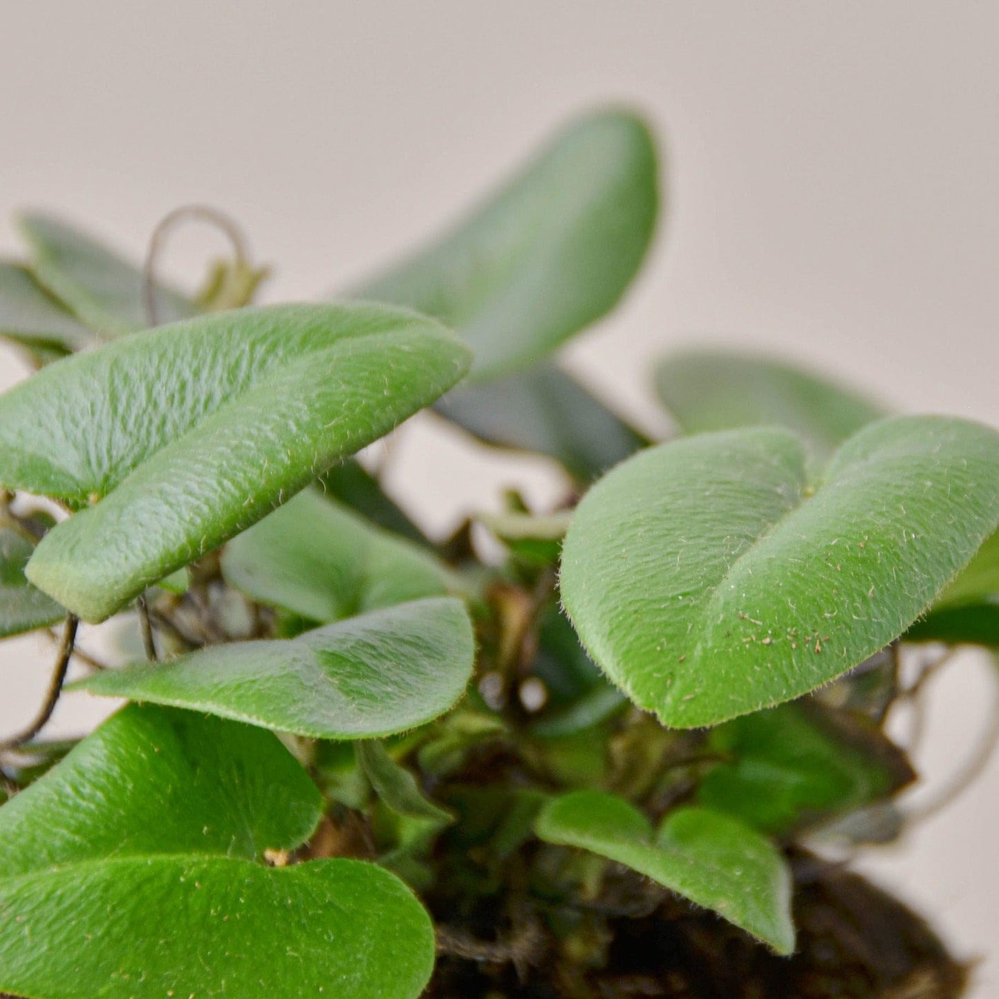 Fern 'Heart' | Live Plant for Indoor & Outdoor | for Living Room, Office, Bathroom | (6" Pot)
