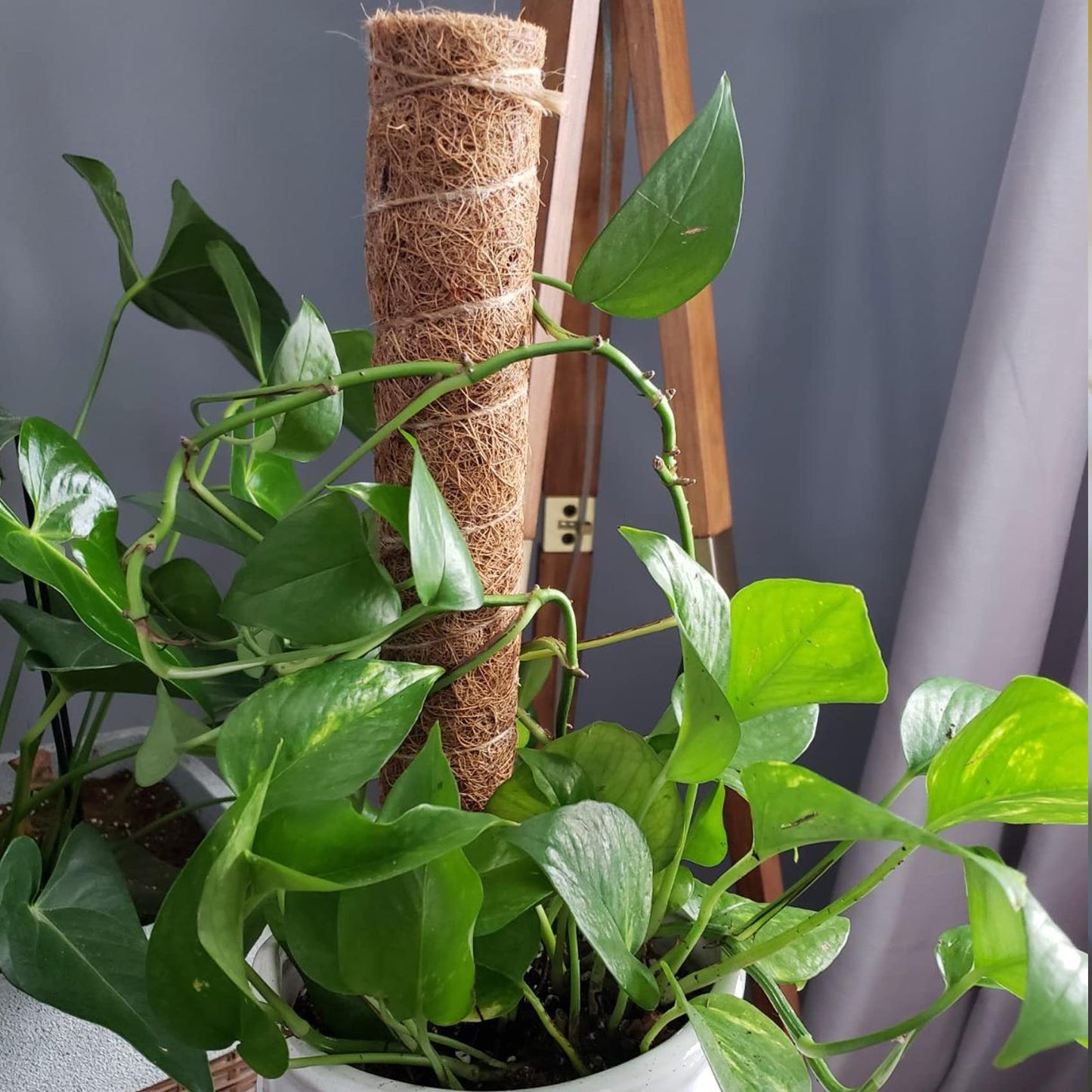 【2 Pack】 JJGoo Moss Pole, 2 Coco Coir Totem Poles Extending to 29 Inches, Plant Support Stick for Indoor Plants Climbing Plants Monstera, Sphagnum, Pothos