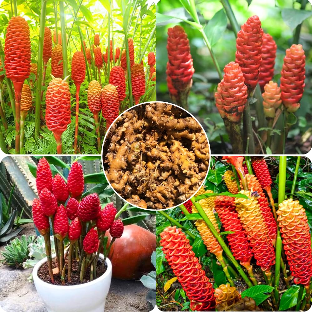 Pack 8 Awapuhi Shampoo Ginger Roots, Zingiber Zerumbet Pinecone Ginger Rhizomes to Grow