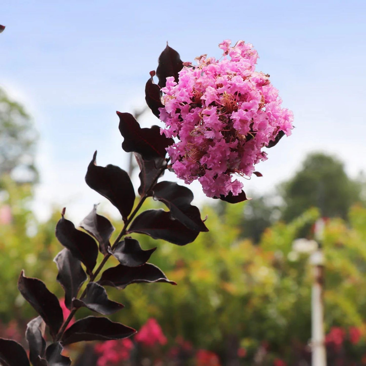Thunderstruck Lavender Skies Crape Myrtle Live Tree, 1 gal. Nursery Pot, 12-18 in Tree Height (Due to Agricultural Laws, we Cannot Ship to CA, AZ, AK, or HI)