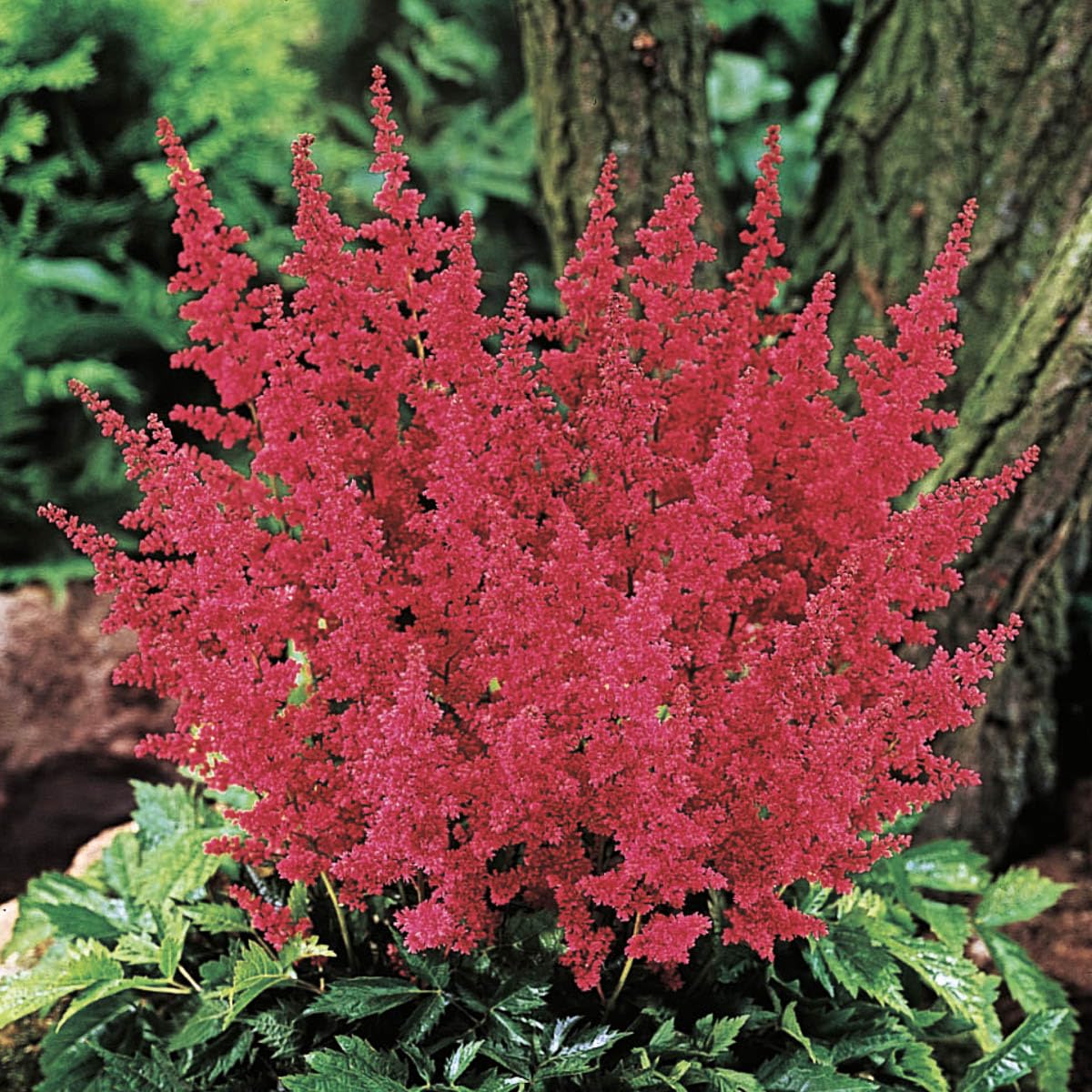 GARDENS ALIVE! - Fanal Red Flowering Astilbe Dormant Bare Root Perennial Starter Plant Roots, 3 Plant per Offer