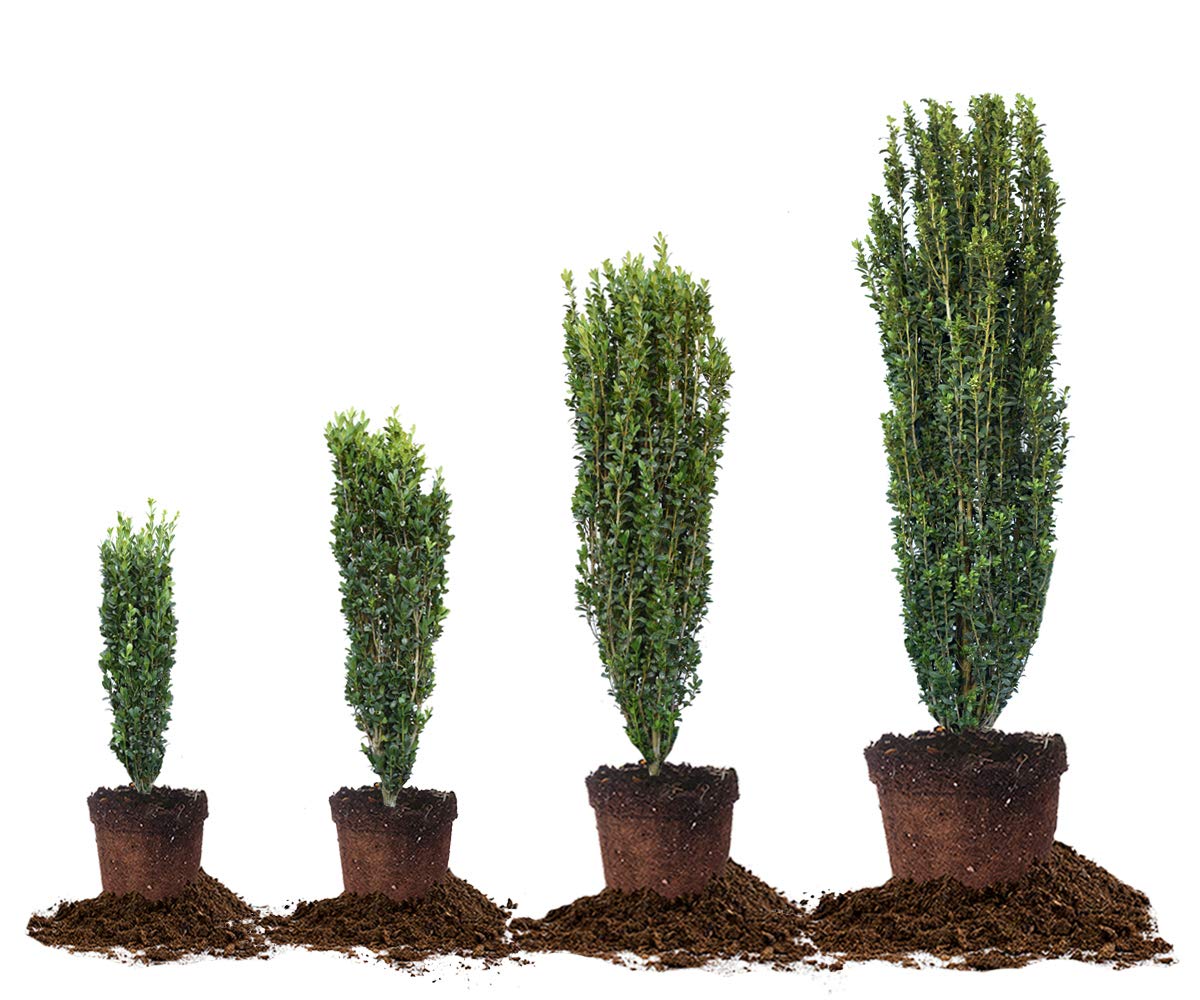 Perfect Plants Sky Pencil Holly Live Plant, 2-3', Includes Care Guide