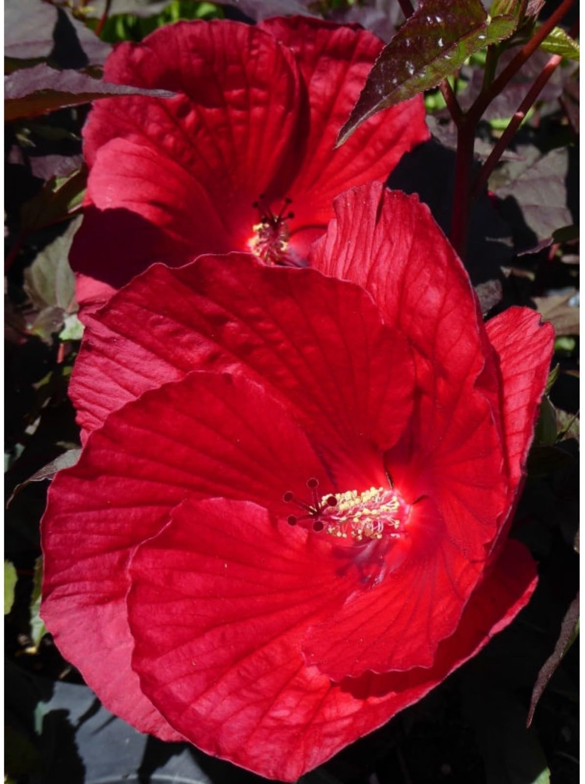 Live Plant - Mimi Hibiscus Moscheutos-Small Rooted Starter Plant-Huge 6-8”Blooms