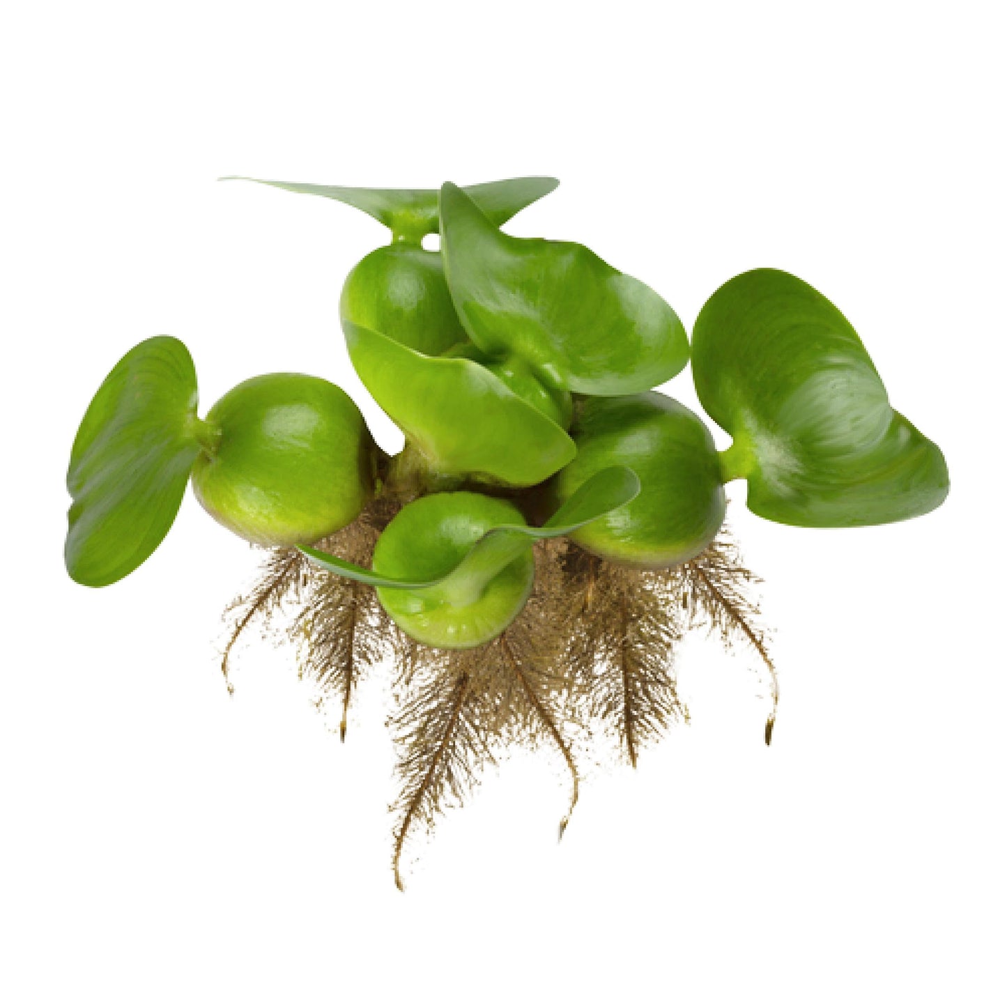 Chalily Water Hyacinth Floating Pond Plants Live Aquatic Plant Great for Koi Ponds Flowering and Fast Growing Hyacinths Cannot Ship to Some States (3)