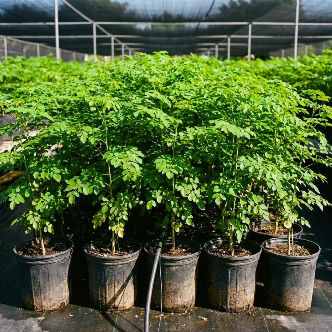 Live Moringa Oleifera Tree Plant, 2-3 Feet Tall, Established Malunggay Plant in 1 Gallon Pot, Fast-Growing Drumstick Tree