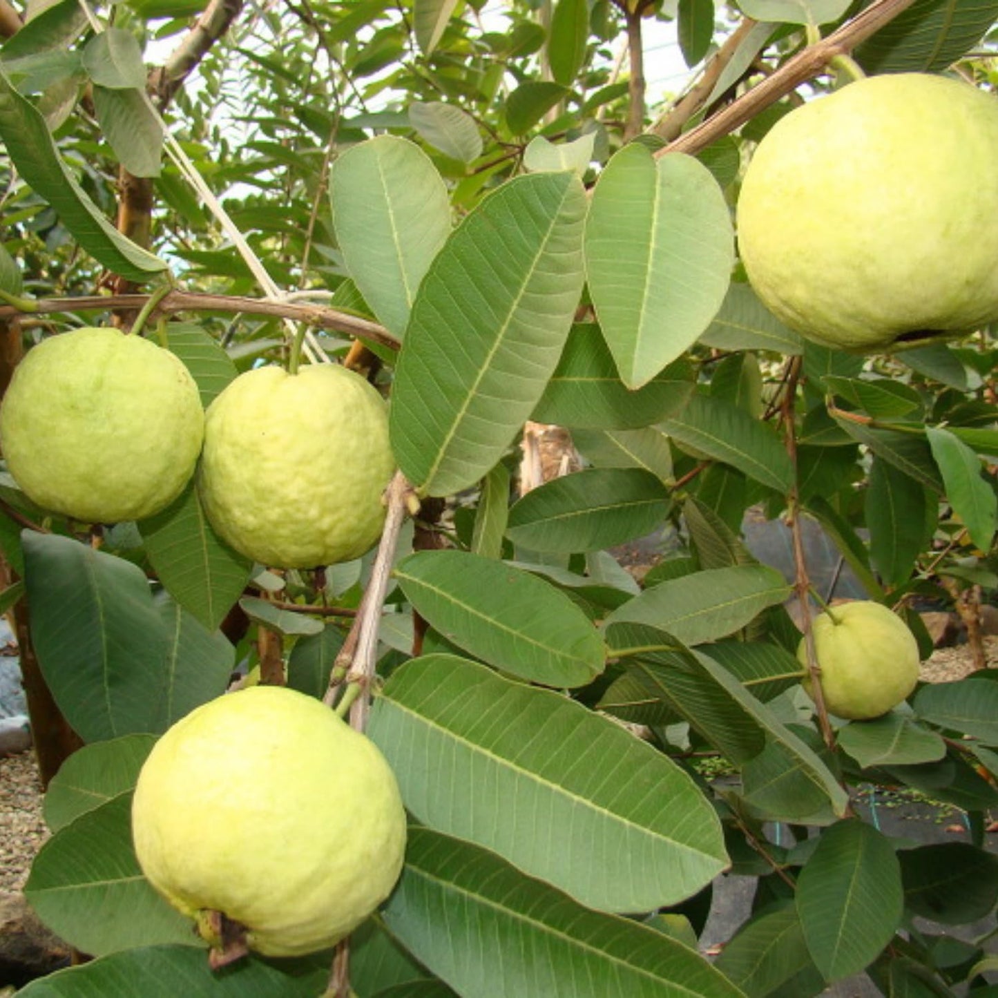 2 Guava Plants Live, Pink Guava Tree Live Plant, 4-8'' Tall, Easy Tropical Fruit for Gardens, No Potted