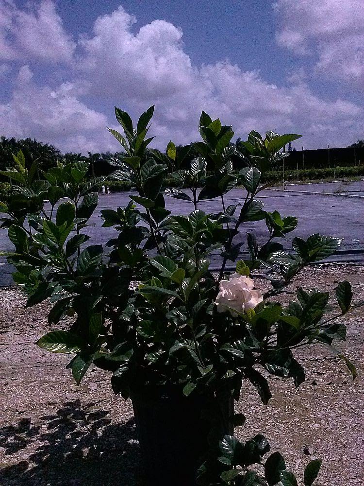 RedCrocus - RedCrocus Cape Jasmine Gardenia 'Aimee' Bush - Evergreen Fragrant Shrub - Full Sun to Partial Shade Perfect for Gardens & Containers 10" Pot