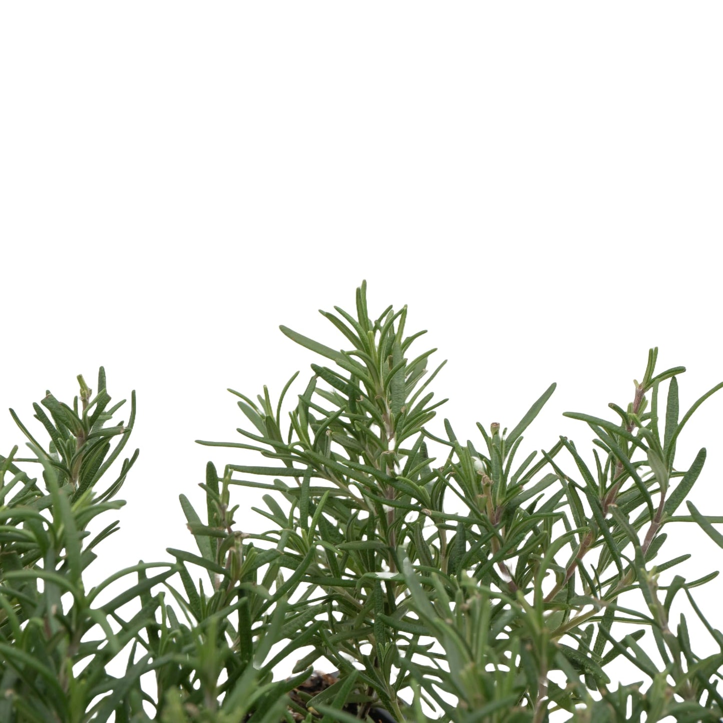 3 Tuscan Blue Rosemary, Live Plants – Rosmarinus Officinalis – Hardy & Fragrant Herb in 2.5” Nursery Pots – Grows Up to 5 Ft, Easy to Maintain, Great for Cooking, Landscaping & Aromatherapy
