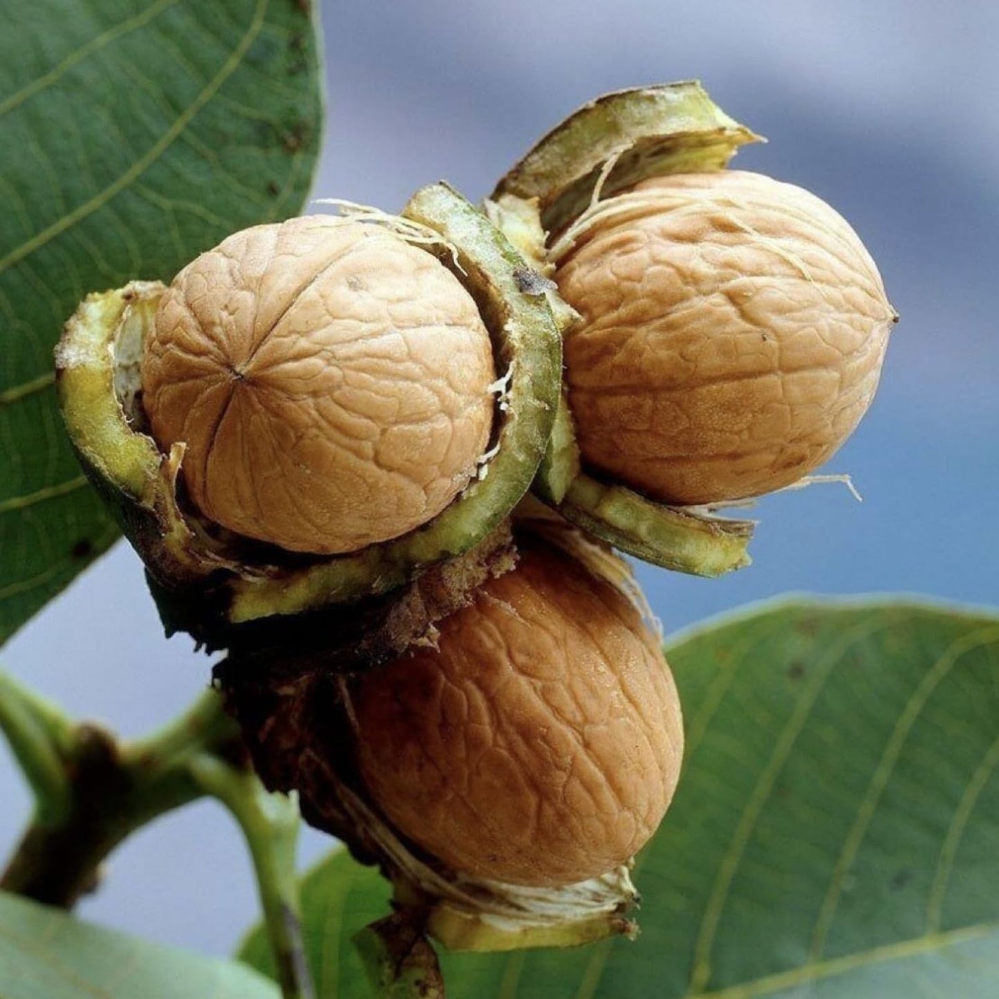 Walnut Tree Live Plant 1-3 Feet Tall, Fast-Growing Nut Tree for Home Gardens, Landscaping Growing
