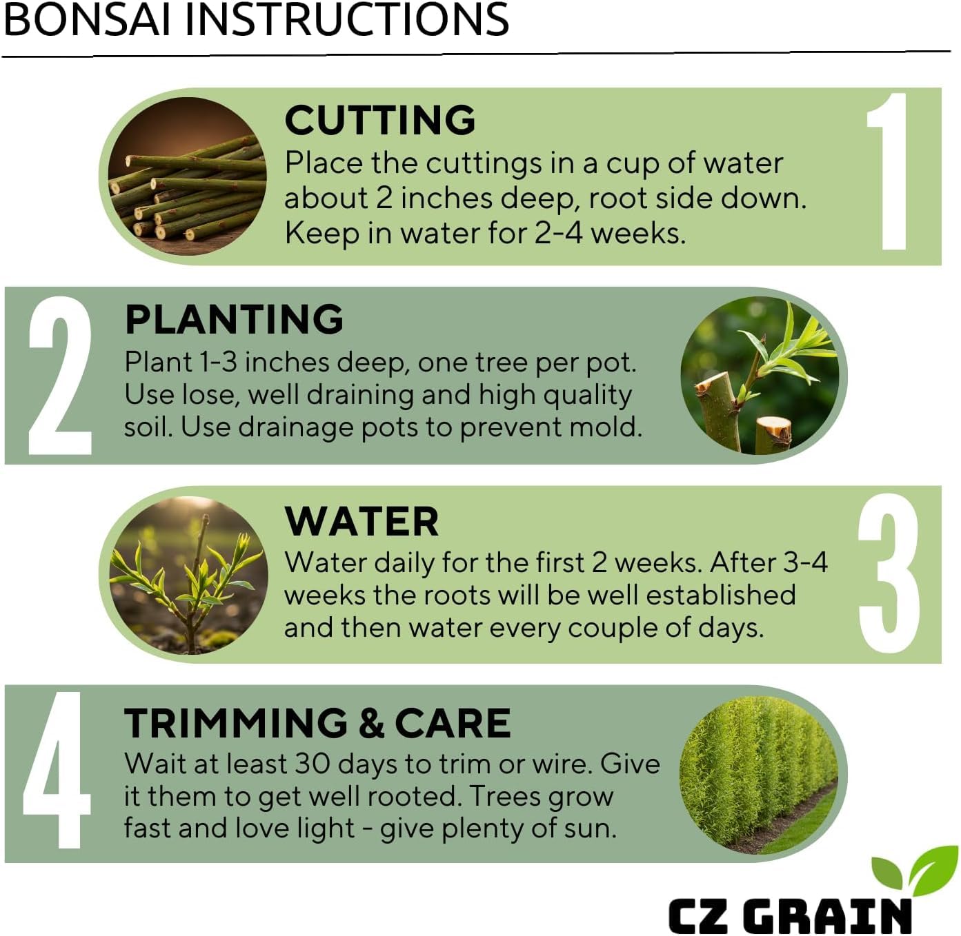 Willow Hybrid Trees for Privacy - Fast Growing Austree Willow Cuttings (25 Cuttings)