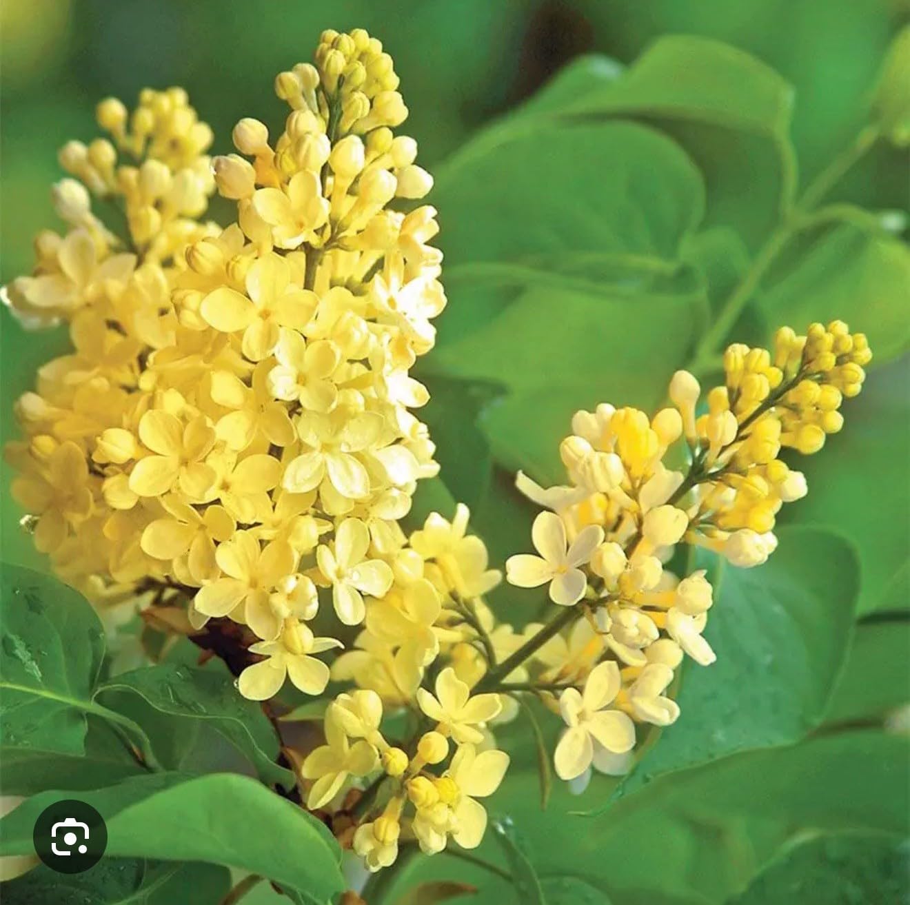 Live Plant - Primrose LilacSyringa VulgarisSmall Well Rooted Starter Plant4-8” Tall
