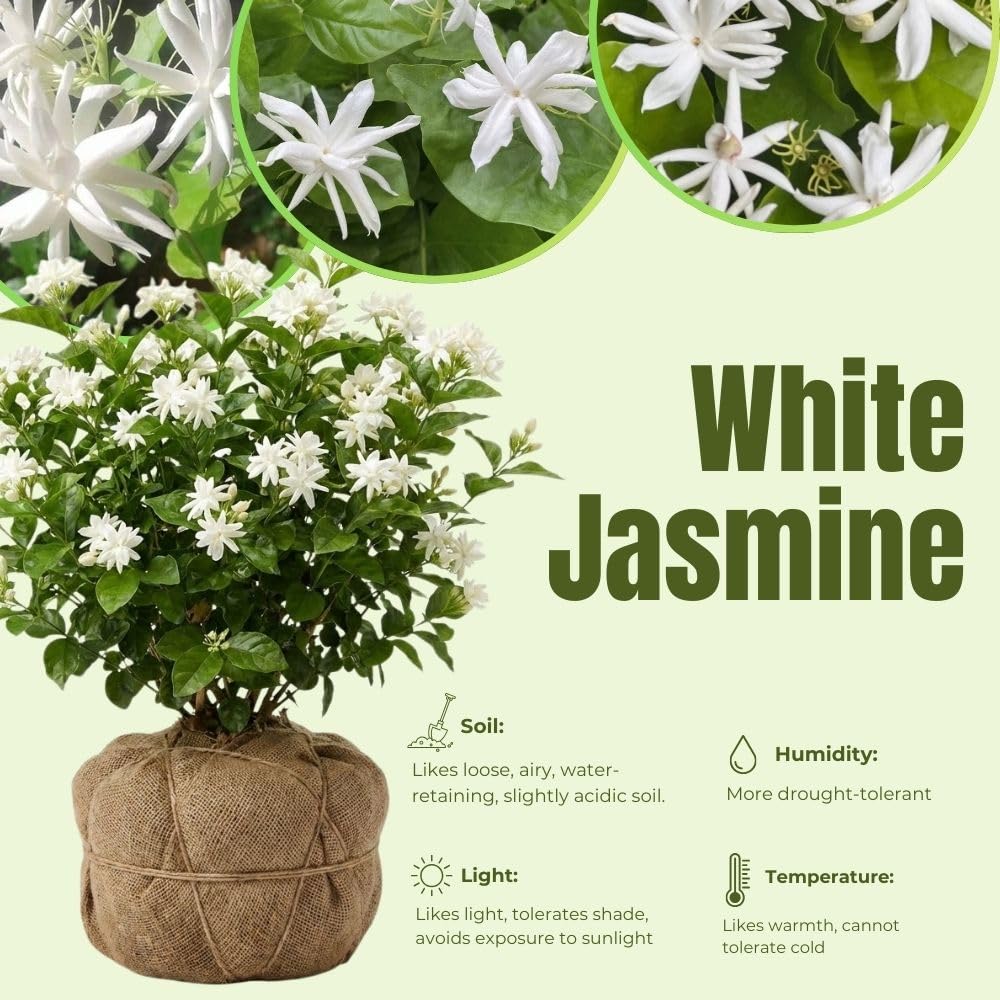 Live Jasmine Plant 2-3ft Tall in One Gallon Pot, Jasmine Sambac Plant Live, White Jasmines Flowers Shurb for Grow Indoor or Outdoor (Arabian Jasmine)