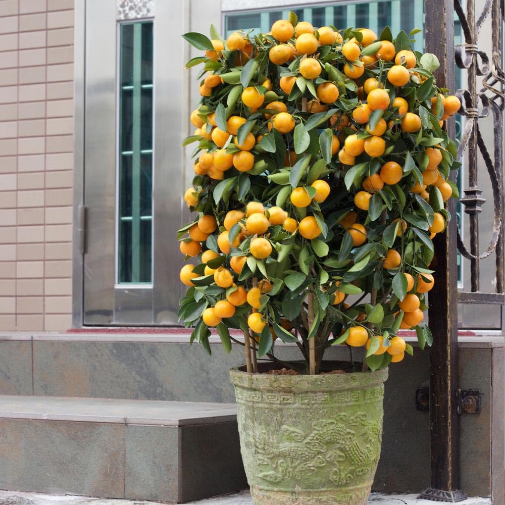 Brighter Blooms - Nules Clementine Tree, 1-2 ft. - No Shipping to AK, AL, AR, AZ, CA, FL, GA, HI, LA, MS, OR, TX