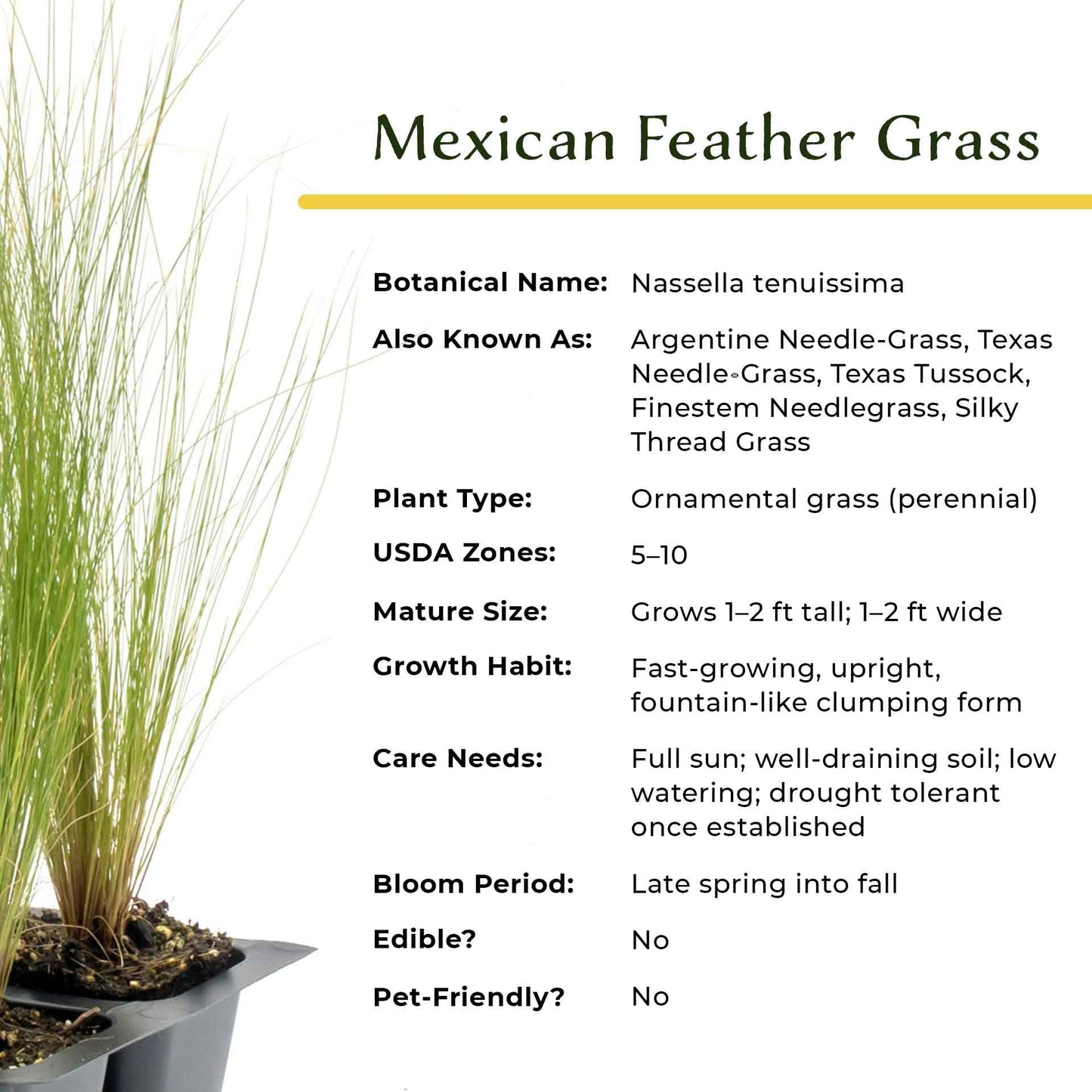 3 Mexican Feather Grass – Fine Textured Ornamental Grass with Silky Plumes for Borders & Mass Plantings (Nassella tenuissima) in 2.5” Cubes, Live Plants