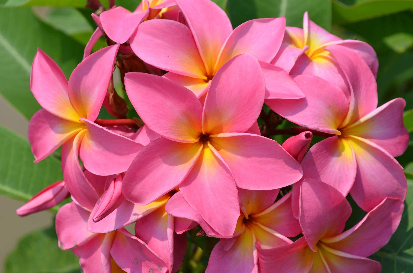 4 Live Tropical Mixed Hawaiian Plumeria Plant Cuttings 10 Inch Each - Discount Hawaiiangifts