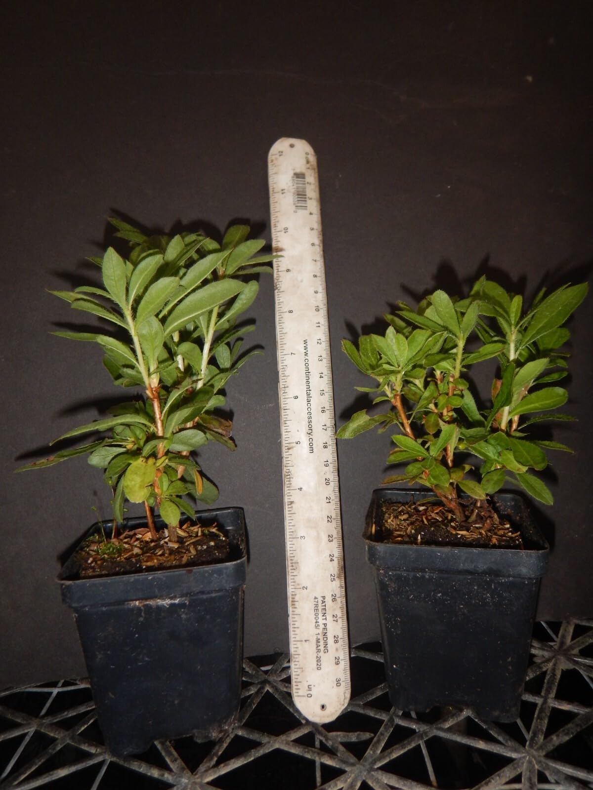 Live Plant - GibraltarAzalea RhododendronWell Rooted Starter Plant