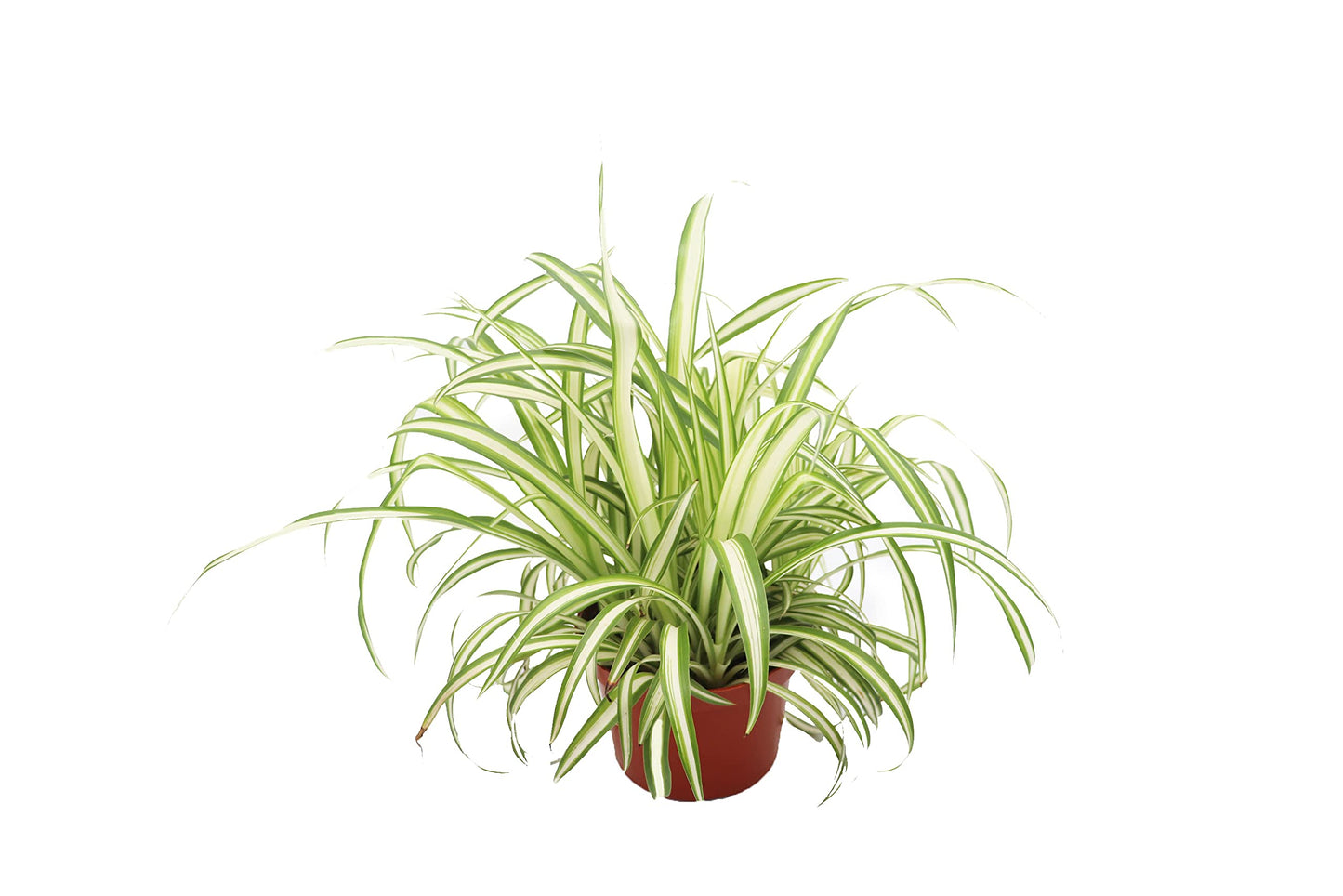 Ocean Spider Plant Variegated - 6'' from California Tropicals