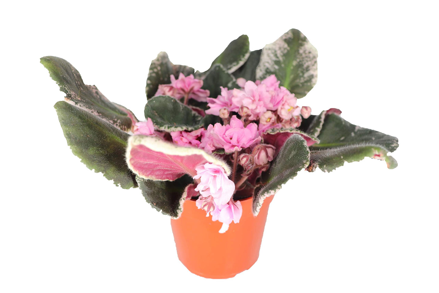 Saintpaulia - Violeta Africana surprise bloom - 4" from California Tropicals