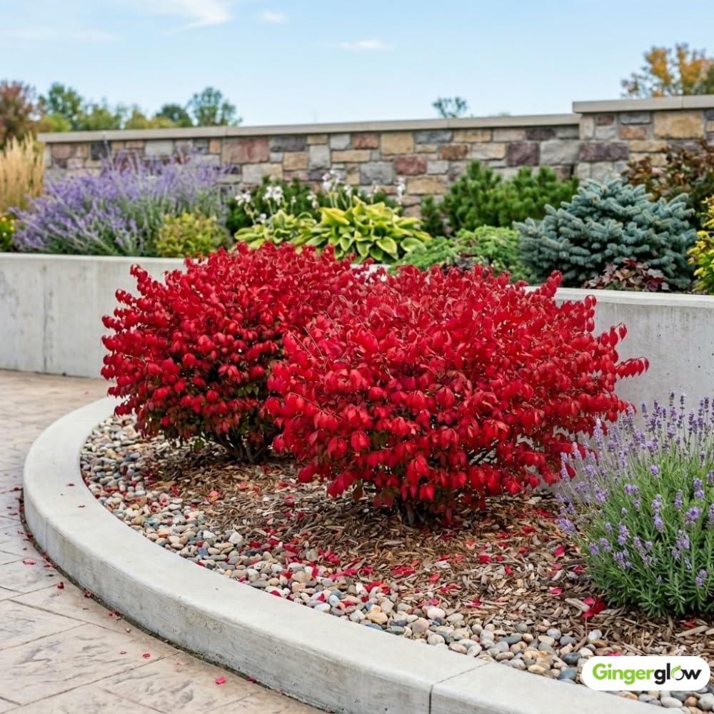 Dwarf Burning Bush Plant in 4" Pot, Hardy Shrub Euonymus Alatus, Well Rooted, Easy Care Deciduous Hedge, Ideal for Outdoor Garden, Borders & Pathways