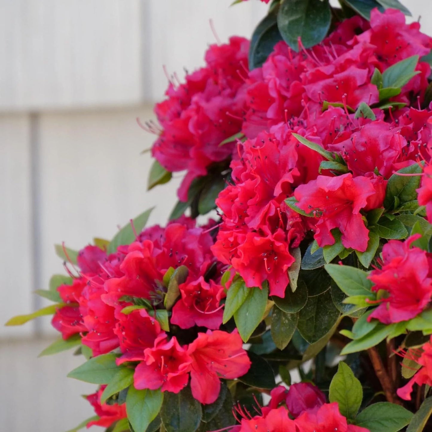 Live Plant - Red Ruffle Azalea (Rutheford Hybrid)