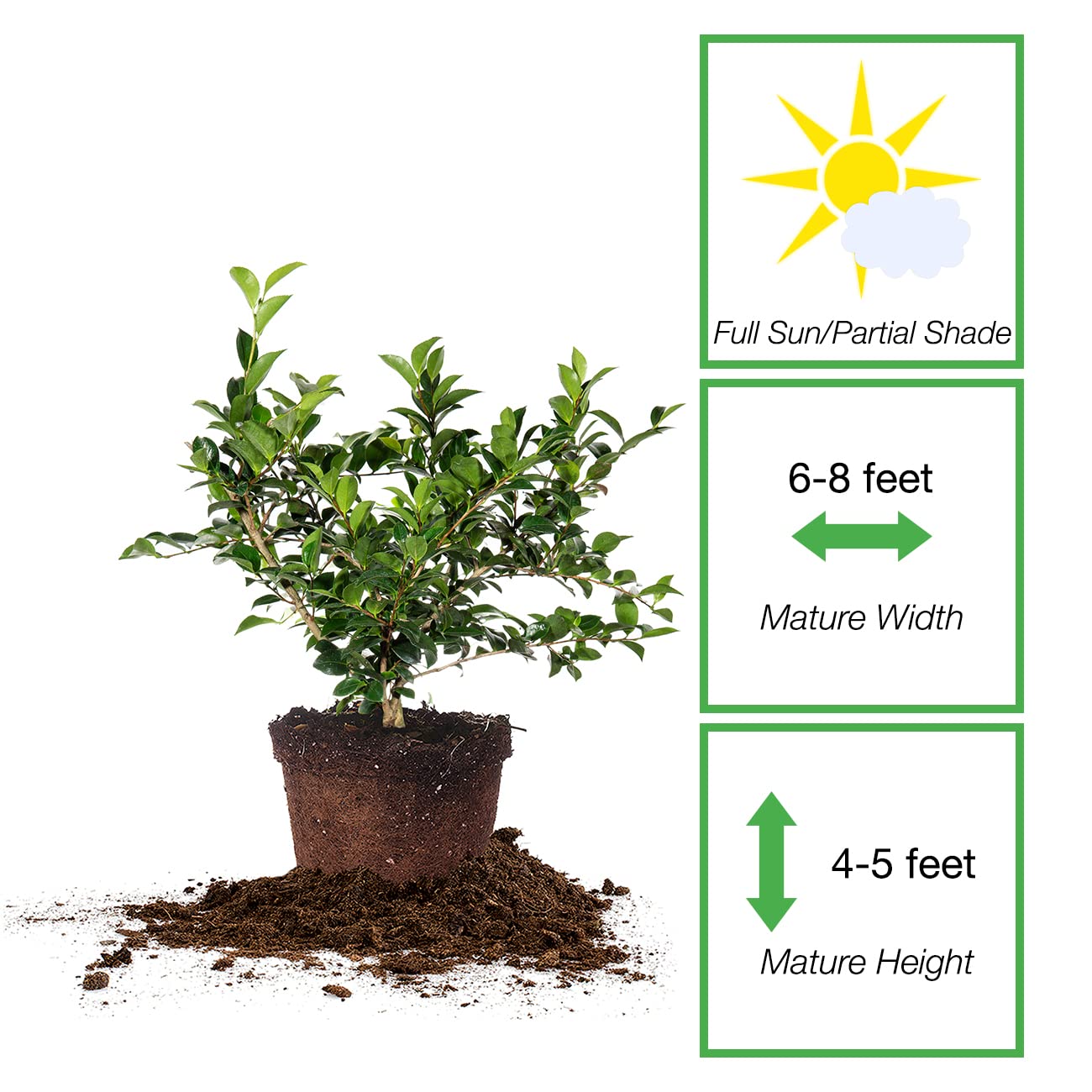 Perfect Plants Shi Shi Camellia Shrub 3 Gal. Pot | Camellia sasanqua 'Shishi Gashira' | Pink Flowering Plant | Small Outdoor Tree | Spring Blooming Flowers