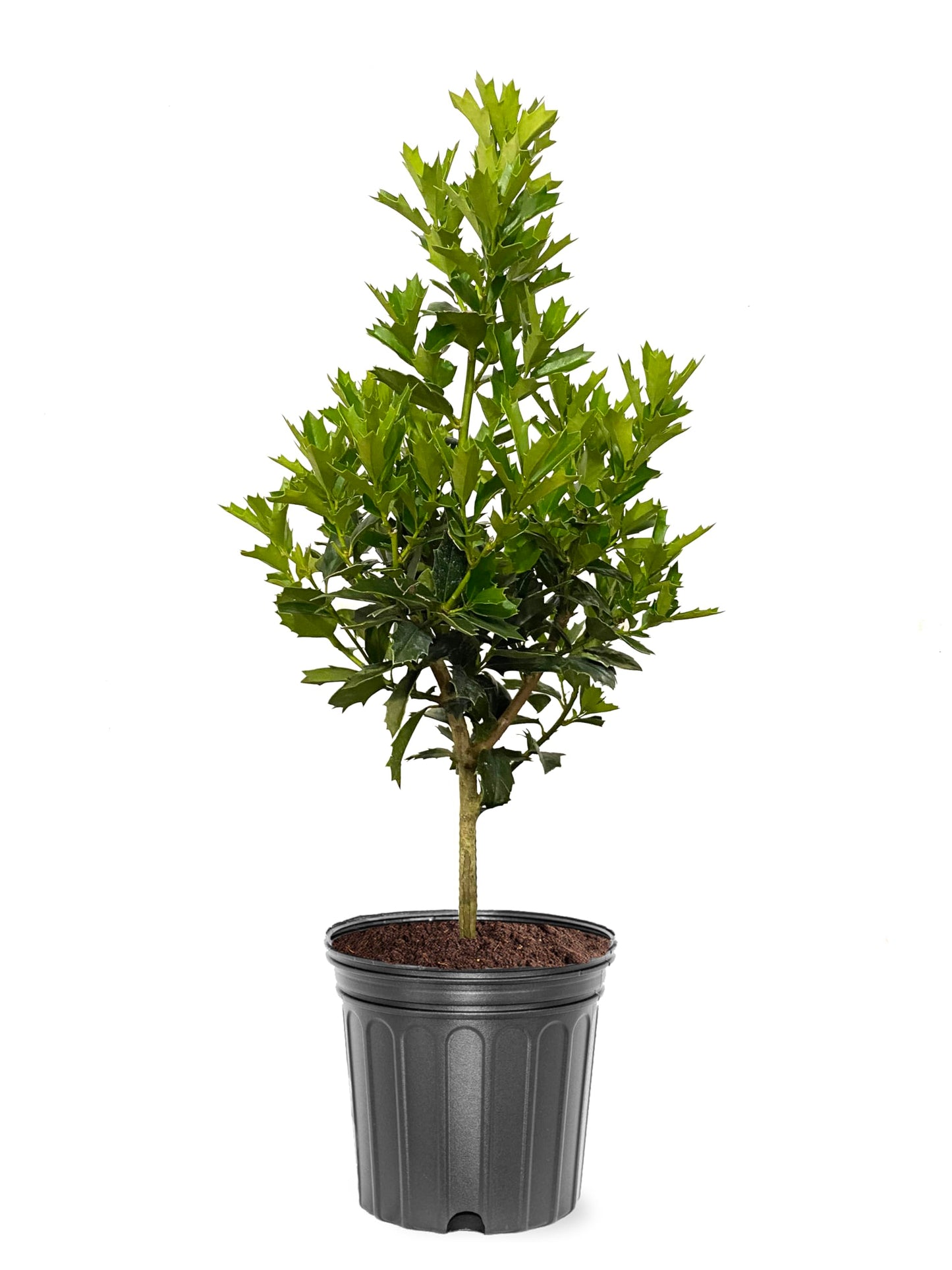 Oak Leaf Holly, Emerald Green Foliage, Medium Growth Rate, Evergreen, 1-2 ft. Height, 3 gal Nursery Pot