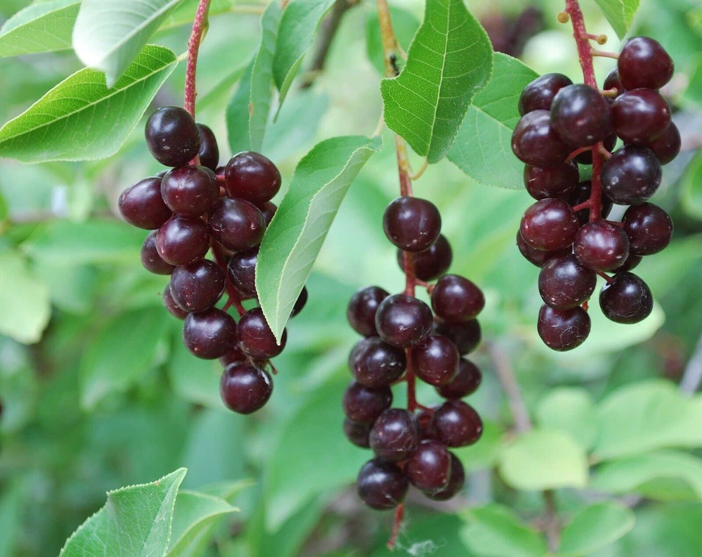 Red Chokecherry Tree - 6-12" Tall Live Plant - 2.5" Pot - Native Choke Cherry Berry Shrub - Prunus Virginiana