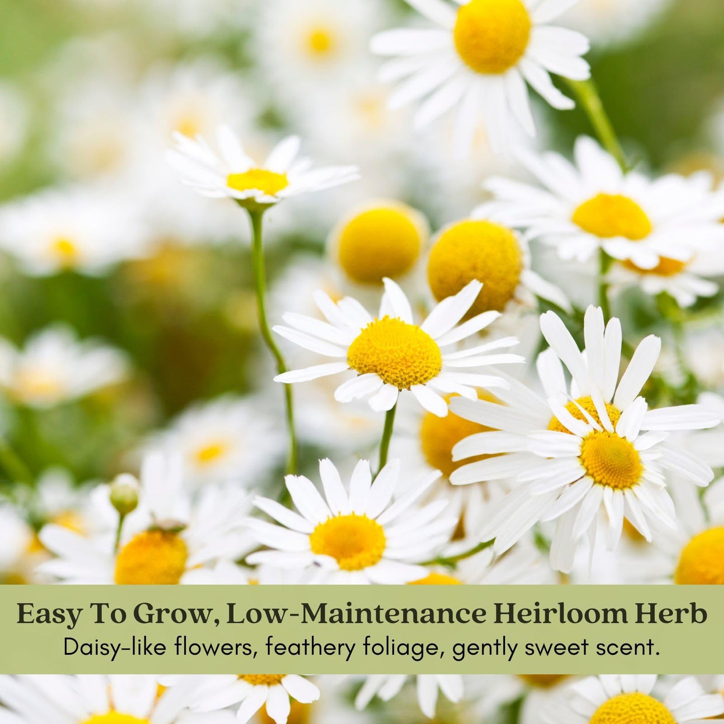 Clovers Garden Chamomile Herb Plants – Two (2) Live Plants – Non-GMO - Not Seeds - Each 4" to 8" Tall – in 4" Inch Pots - Attracts Polinators, Edible, Medicinal