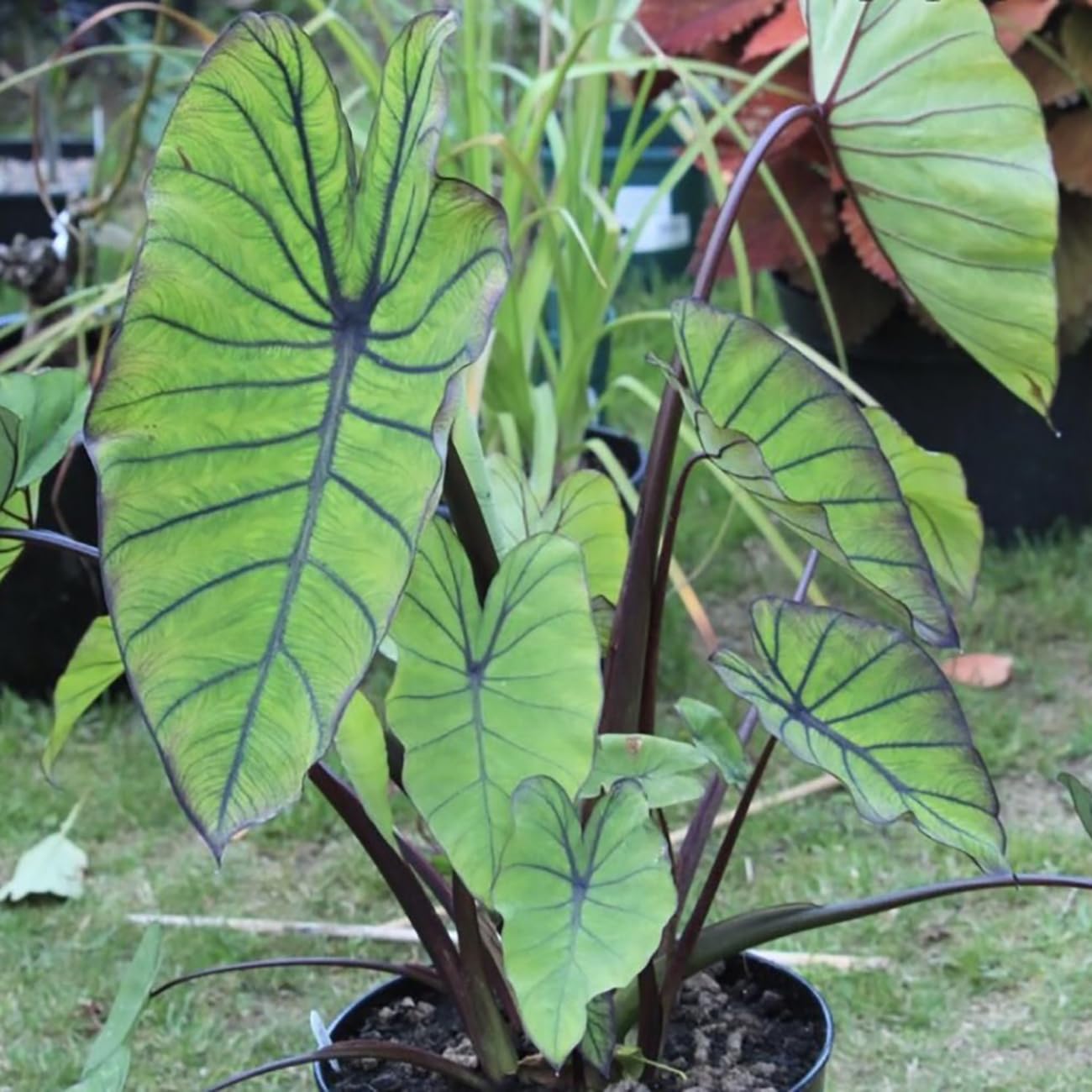 Van Zyverden Elephant Ears Royal Hawaiian Blue Hawaii 1 Bulb