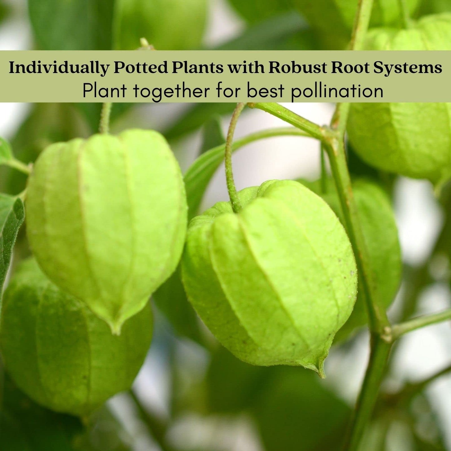 Clovers Garden Tomatillo Plants – Two (2) Live Plants – Non-GMO - Not Seeds - Each 4" to 8" Tall – in 4" Inch Pots – Must Have for Salsa Verde