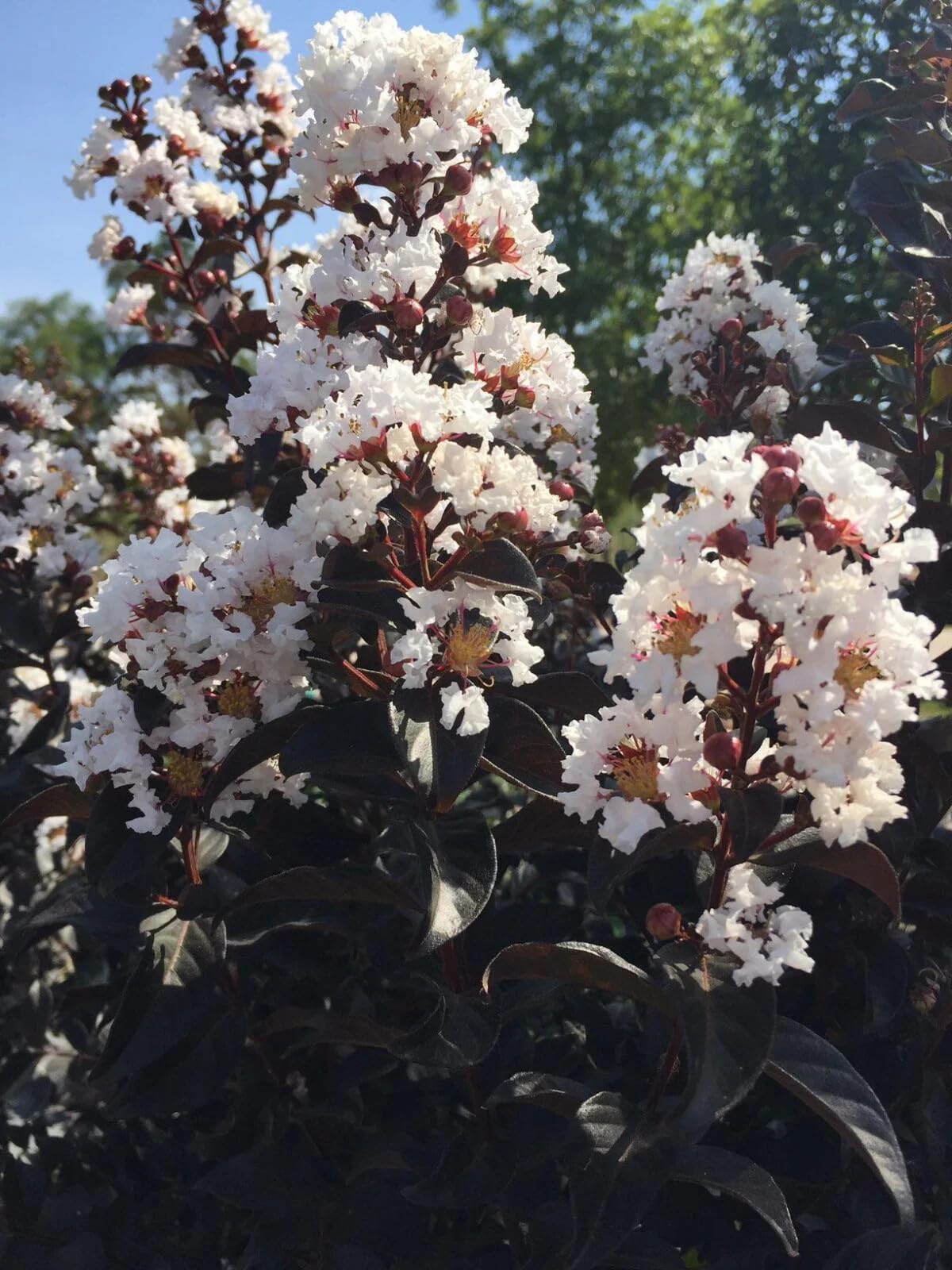 Live Plant - White Lightning Thunderstruck Crape Myrtle Starter Lagerstroemia Starter Plant