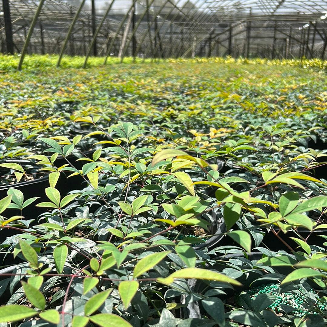 Harbor Belle Heavenly Bamboo, 3 Gallon, Evergreen Shrub