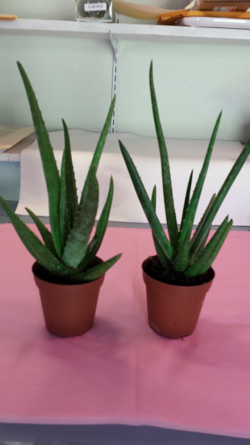jmbamboo-Two Healthy Strong Aloe Vera-with-moss Plants 8 Inches Tall with Strong Roots.