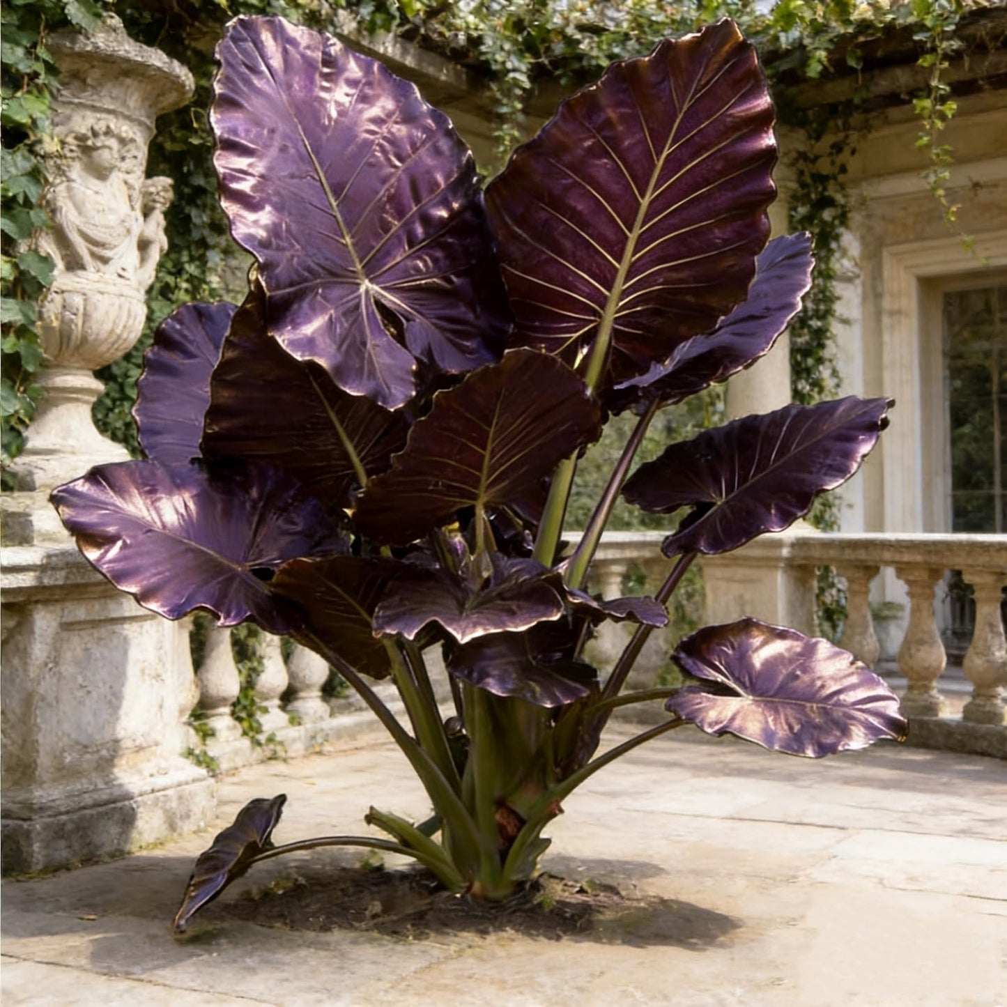 Elephant Ear Plant Bulbs | Exotic Tropical Colocasia for Outdoor Garden Patio and Home Decoration (6)