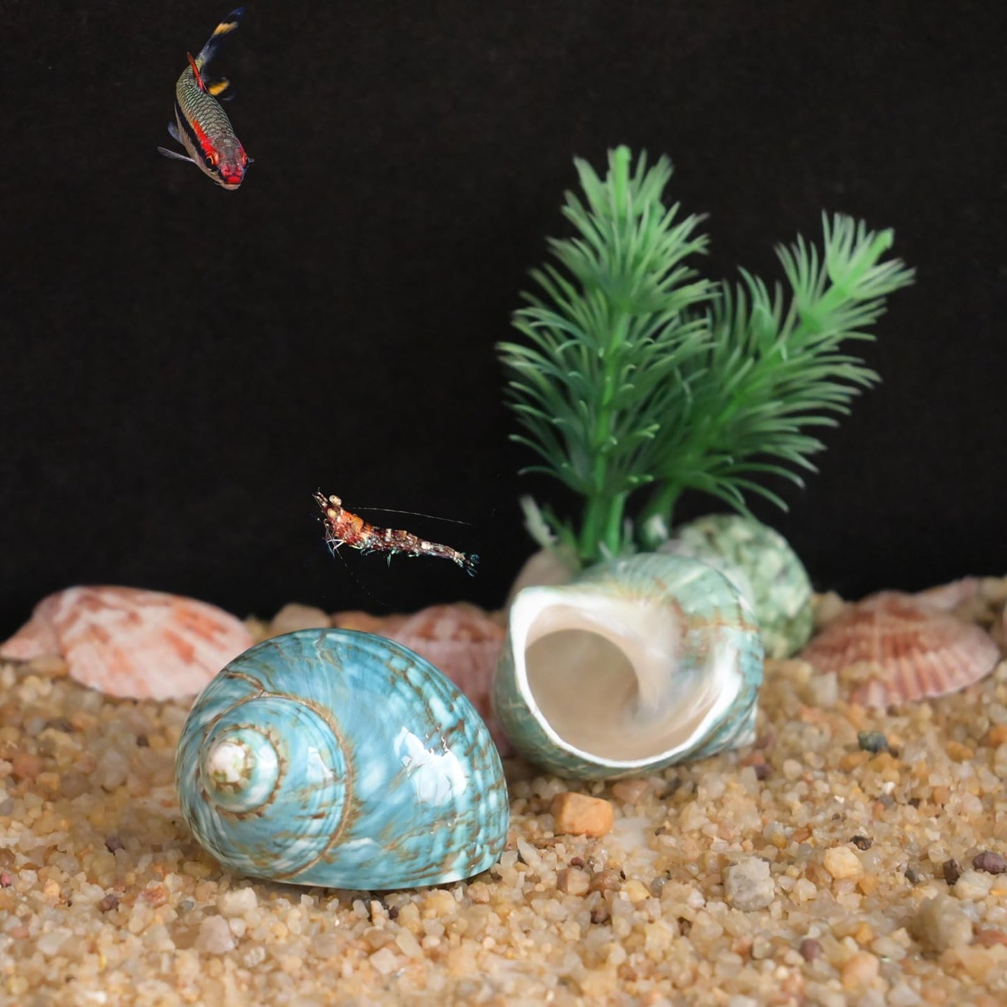 2pcs Medium Hermit Crab Shells, M Size Opening 1", Natural Sea Conch, Turbo Seashells for Hermit Crab Supplies and Beach Aquarium Decoration Sea Shell (2pcs Green, M)