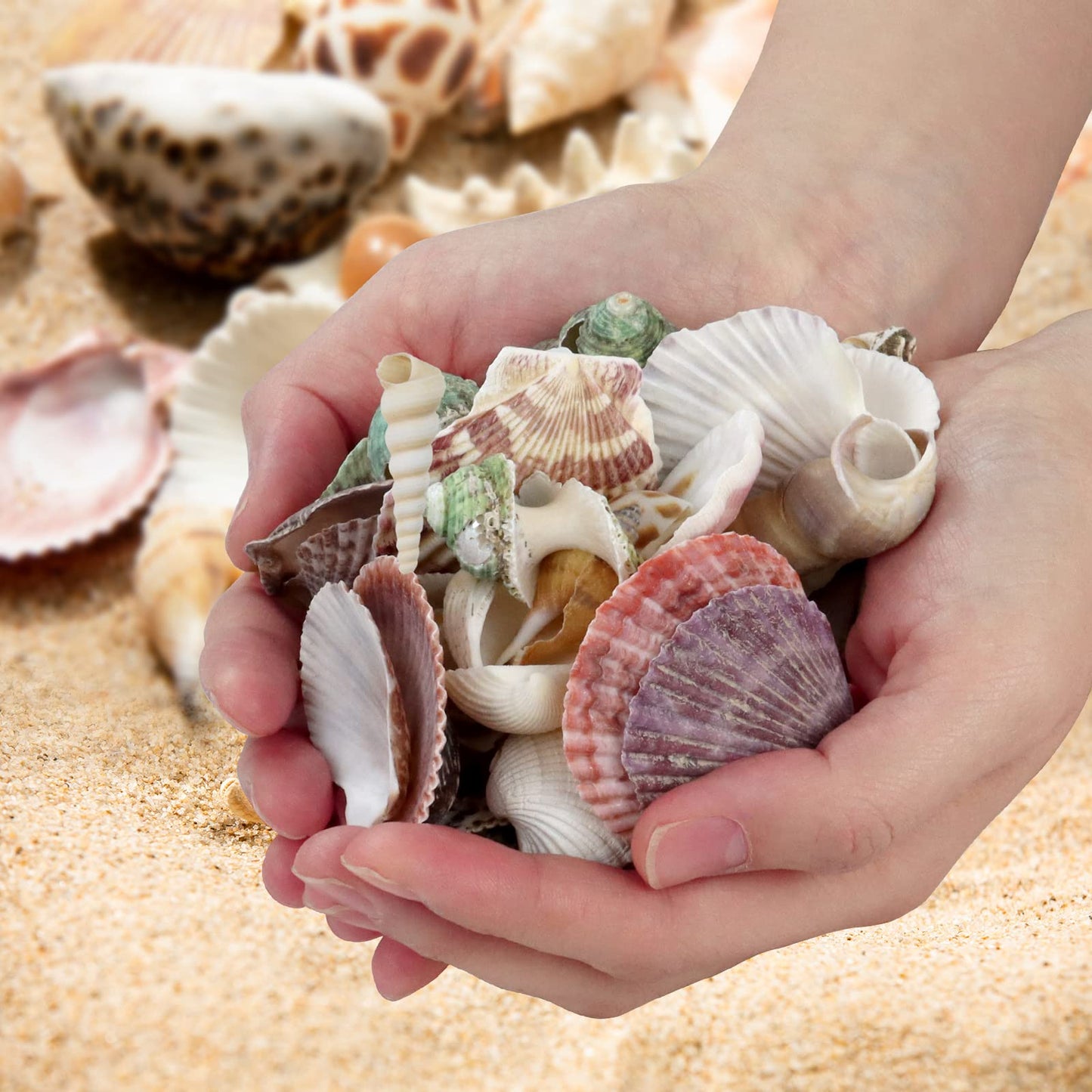 WEOXPR 200 Pcs Sea Shells Bulk Mixed Ocean Beach Seashells for Kids, Various Sizes Natural Sea Shell for Crafts, Home Decorations, Beach Theme Party, Wedding Decor, DIY Crafts, Crafting Shells