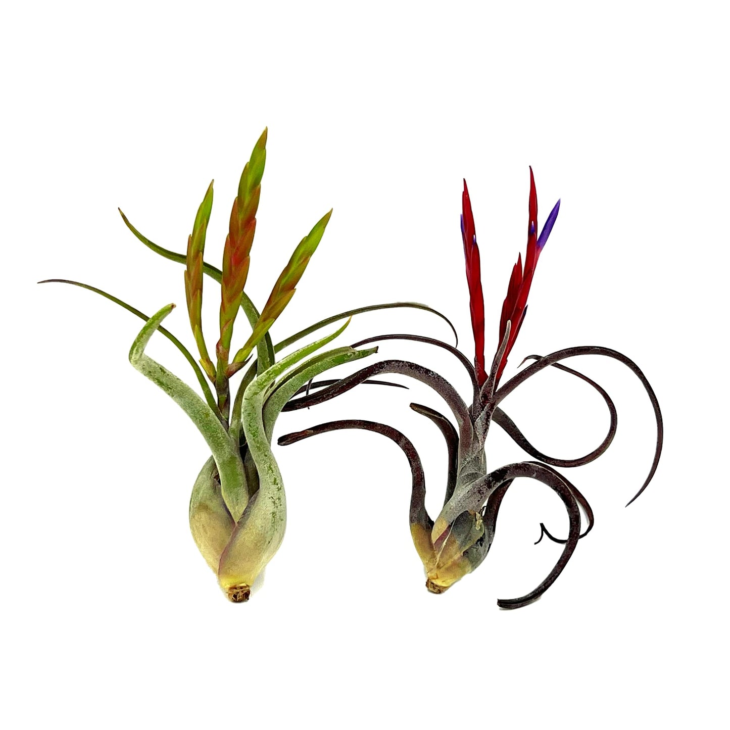 ragnaroc Air Plants - Flowering Tillandsia Caput Medusae, Large 5-7" - 2ct - Live Arrival Guaranteed - House Plants for Home Decor & Gift